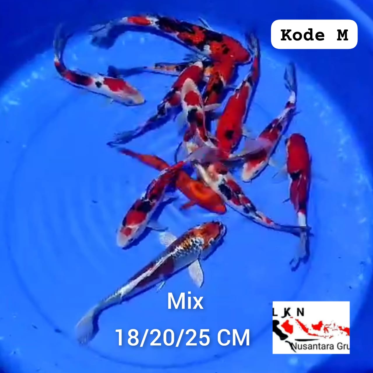 PKT 12 EKOR MIX BAHAN KEPPING LOKASI BLITAR 182025cm