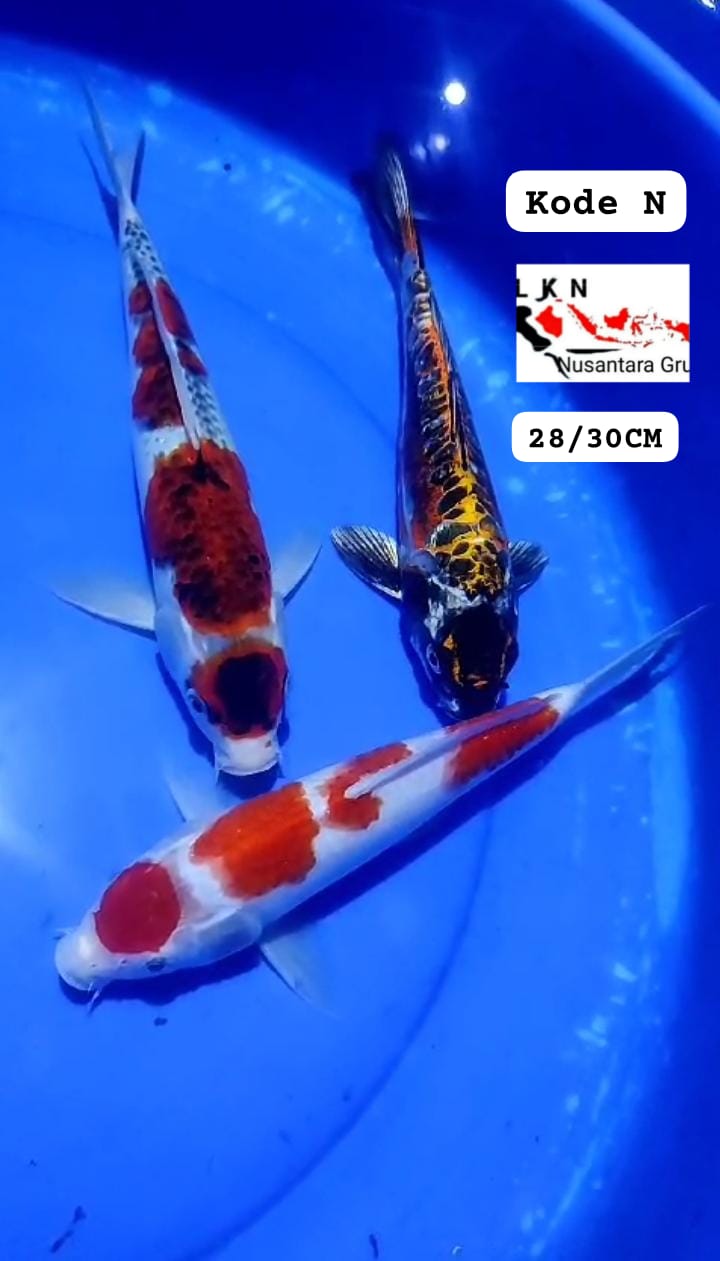 MIX 3 EKOR CALON KOLEKSI KOLAM SULTAN LOKASI BLITAR 2830cm