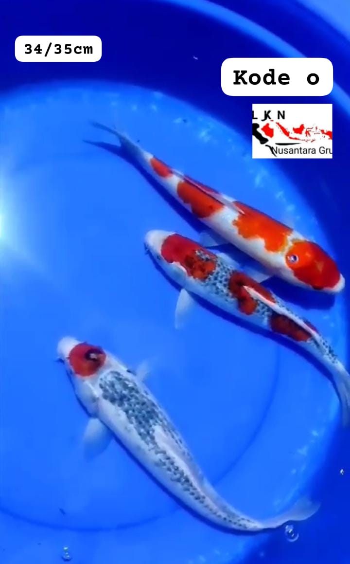 MIX 3 EKOR CALON BAHAN KOLEKSI KOLAM SULTAN LOKASI BLITAR 3435cm