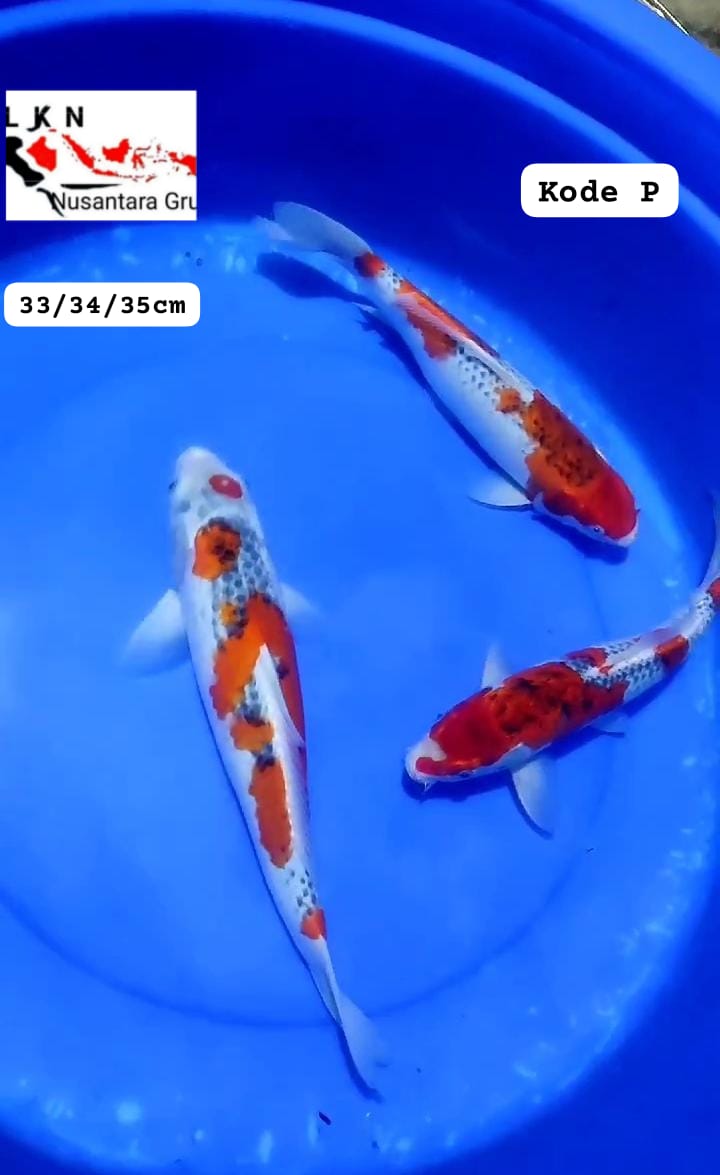 PKT MIX 3EKOR SUPER GHOSIKI LOKASI BLITAR 333435cm