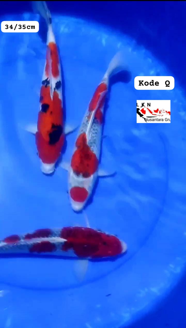 MIX 3 EKOR SHOWA DAN GHOSIKI ISTIMEWA 3435cm
