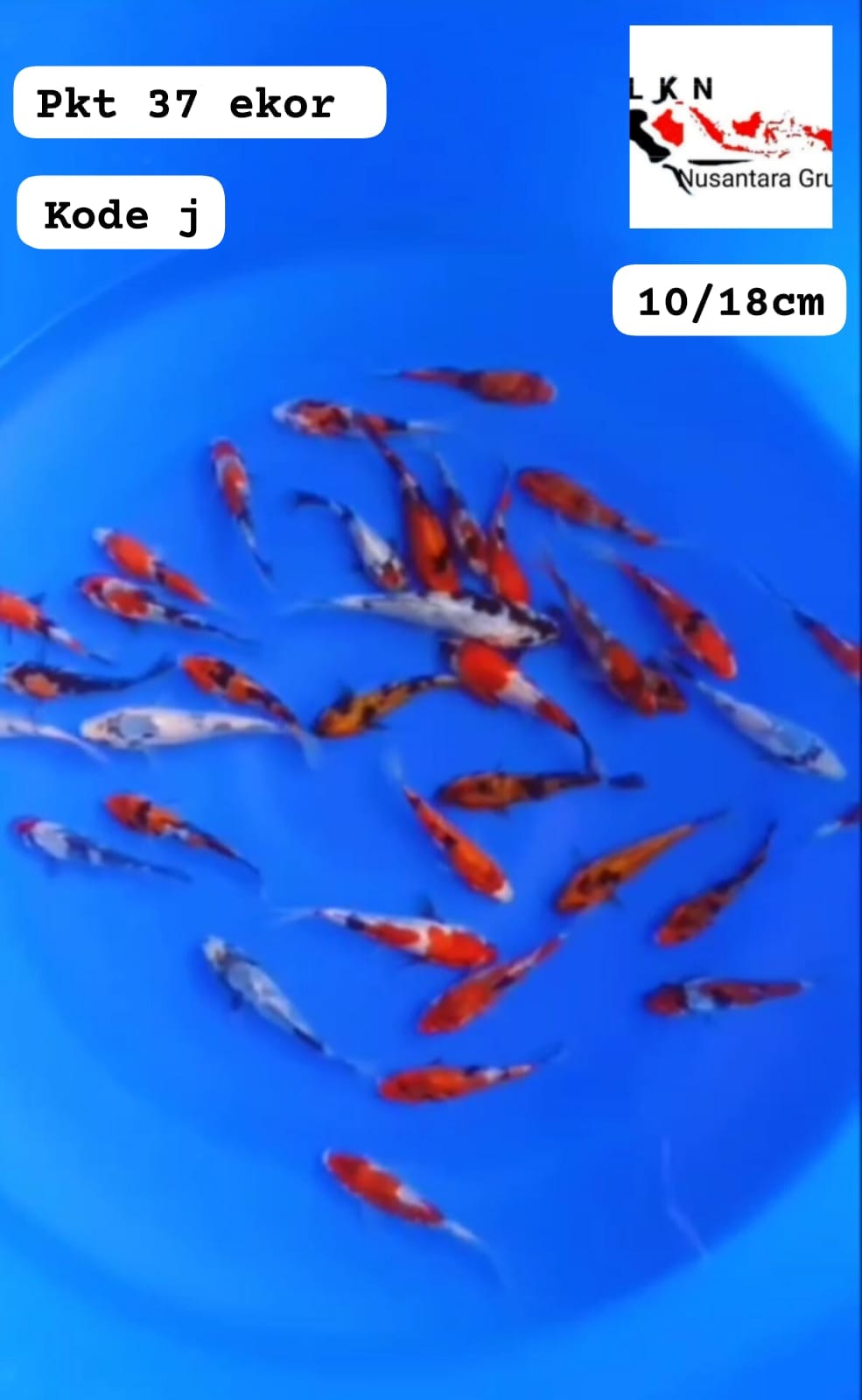 PKT MIX SHOWA SHIRO UTSURI ADA 37 EKOR LAYAK DI BESARKAN CALON BAHAN KEPPING LOKASI BKC 1018cm