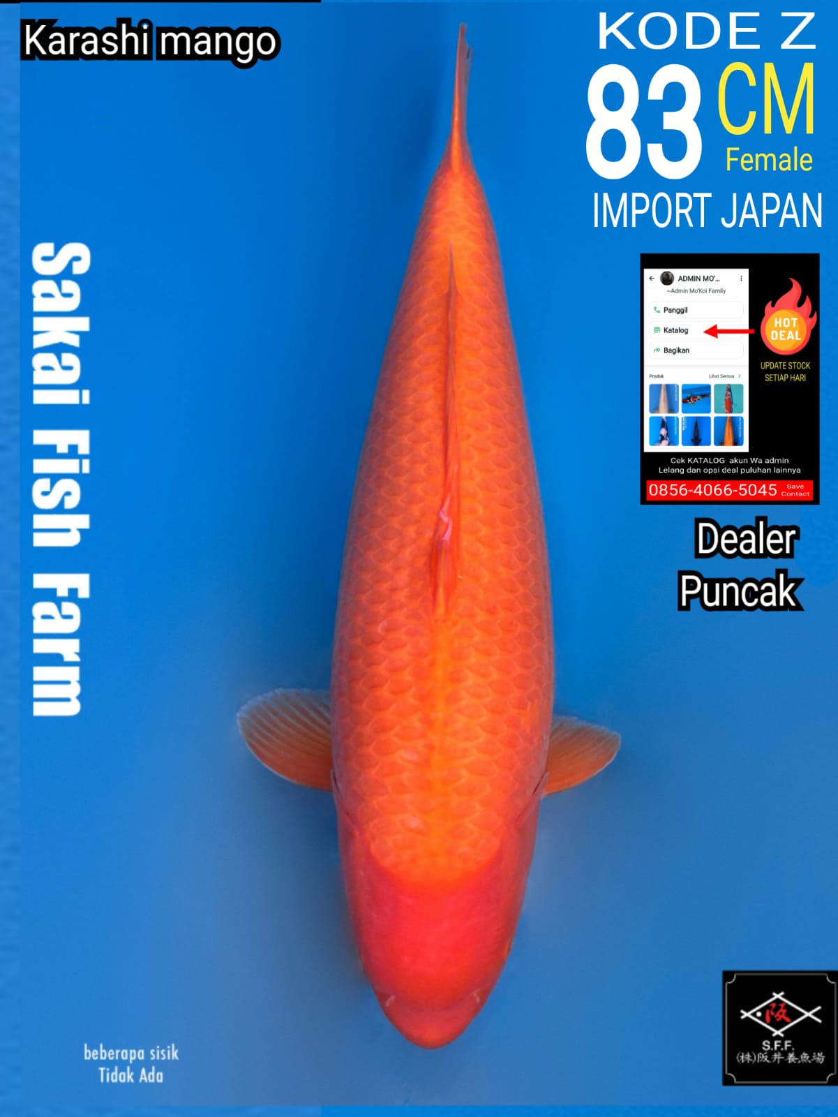 KARASHI MANGO SAKAI FF 85BU 83cm