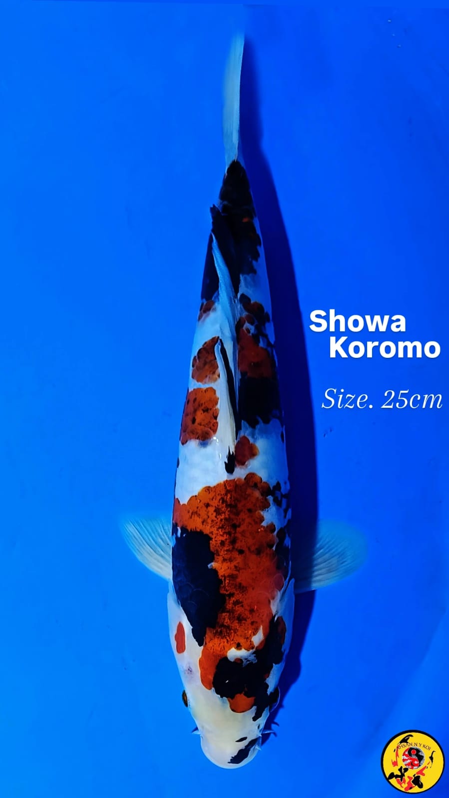 SHOWA KOROMO 25cm