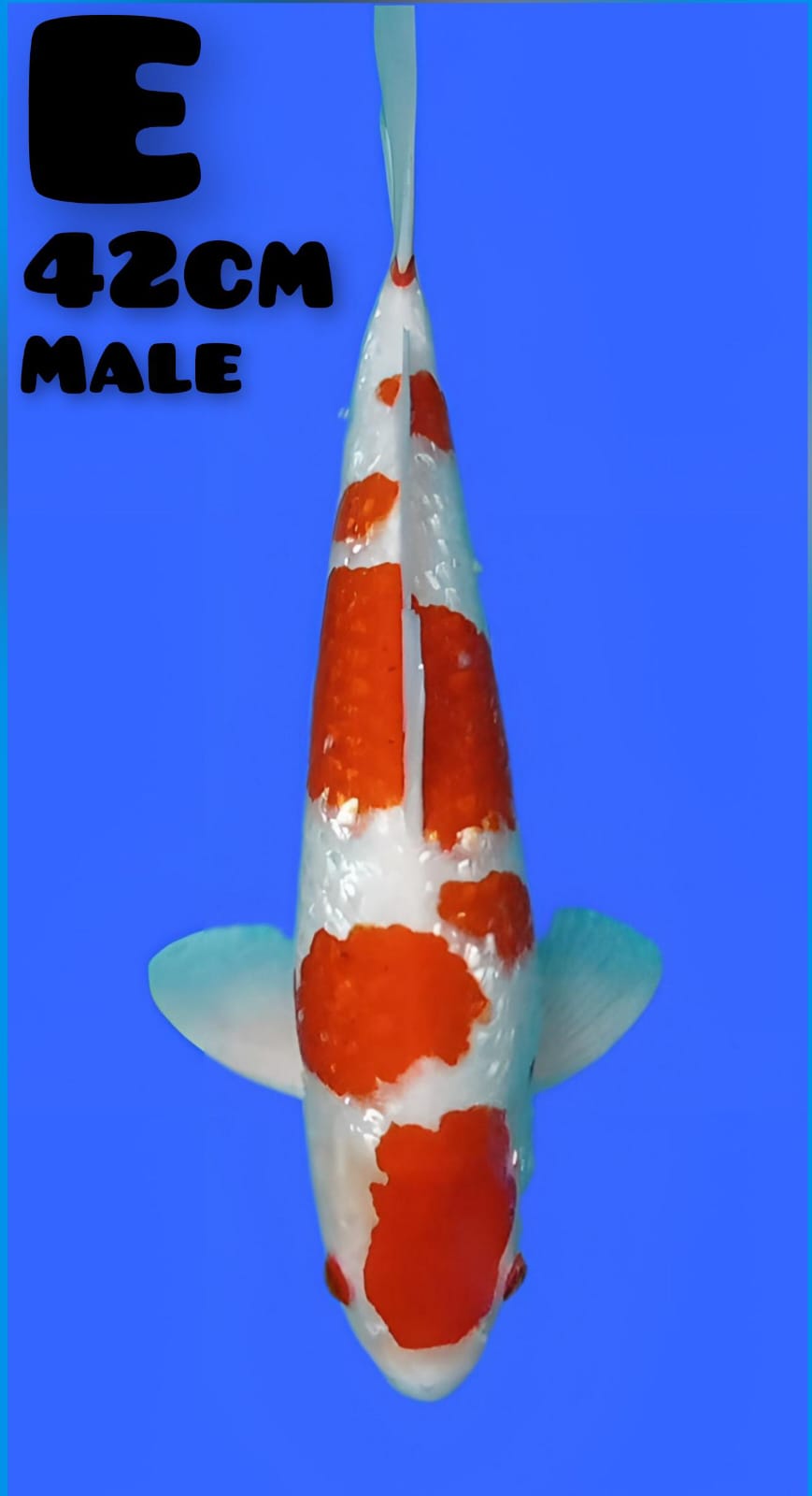 GINRIN KOHAKU 42cm