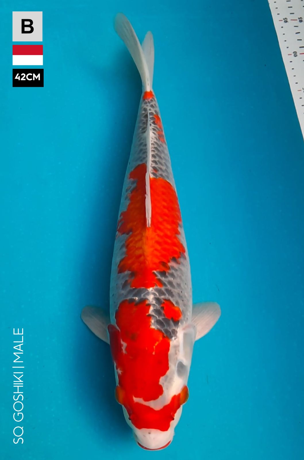 SQ GOSHIKI 42cm