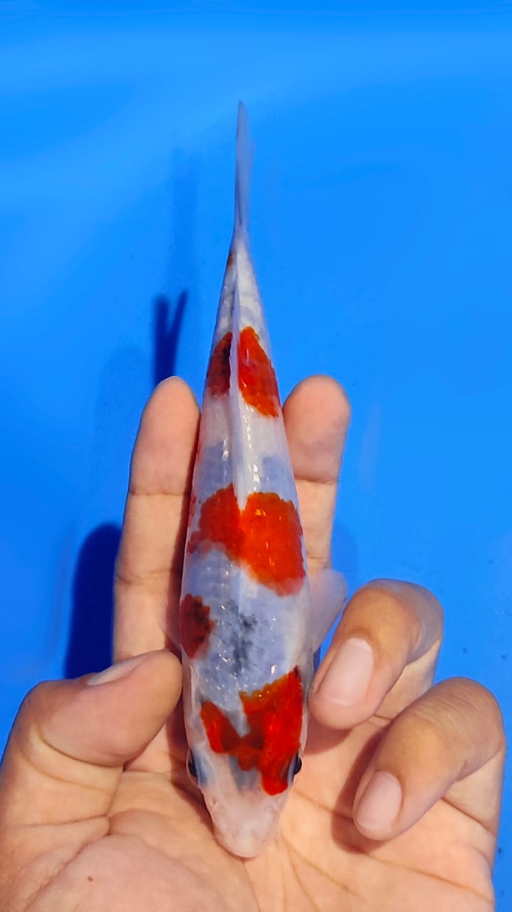 SHOWA KINDAI SKIN DAN BENI HALUS BAHAN KEEPING SHOW 17cm