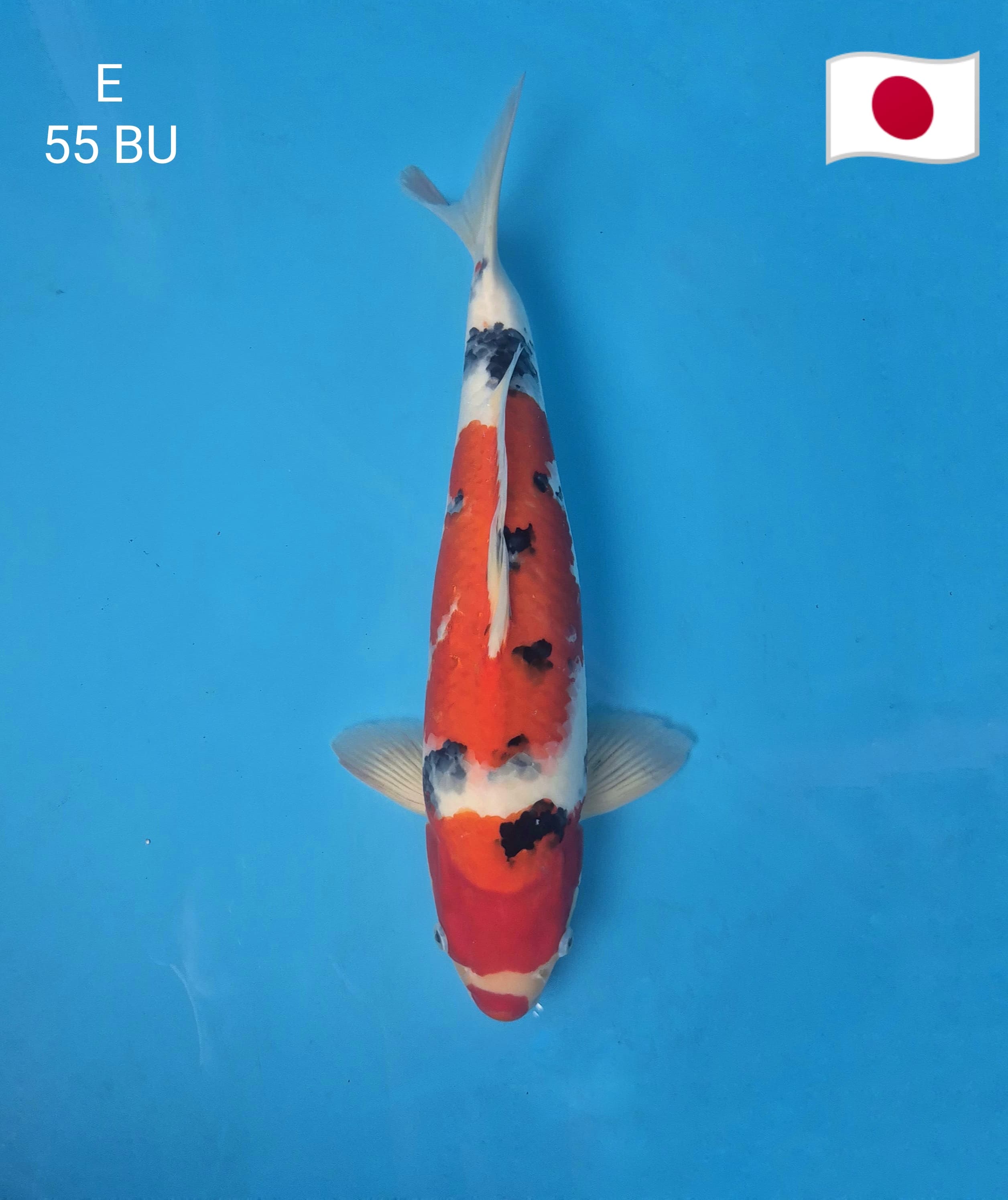 SANKE KUCHIBENI GOOD PATTERN IZUMIYA KOI FARM MALEBU55cm