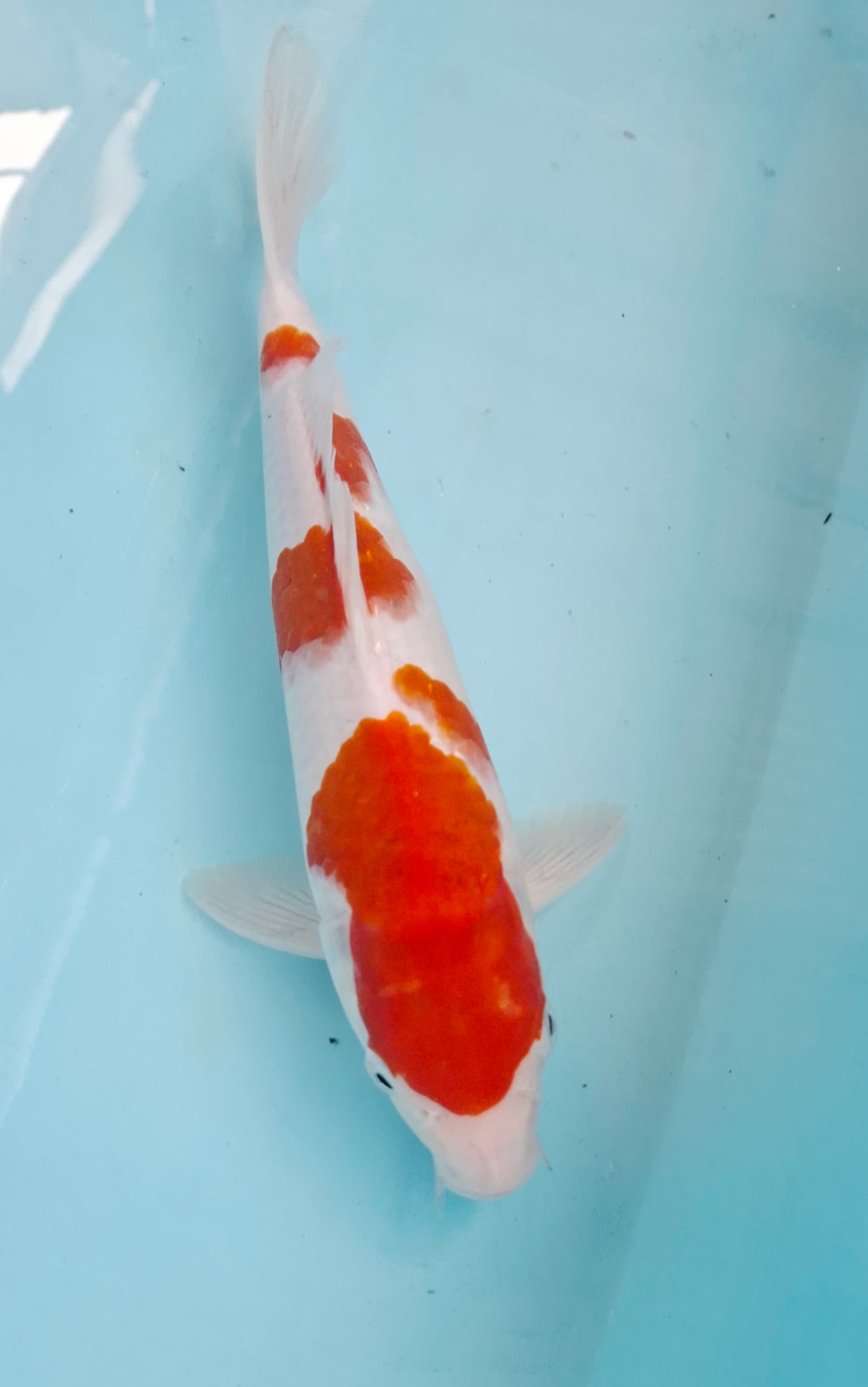 KOHAKU 26cm