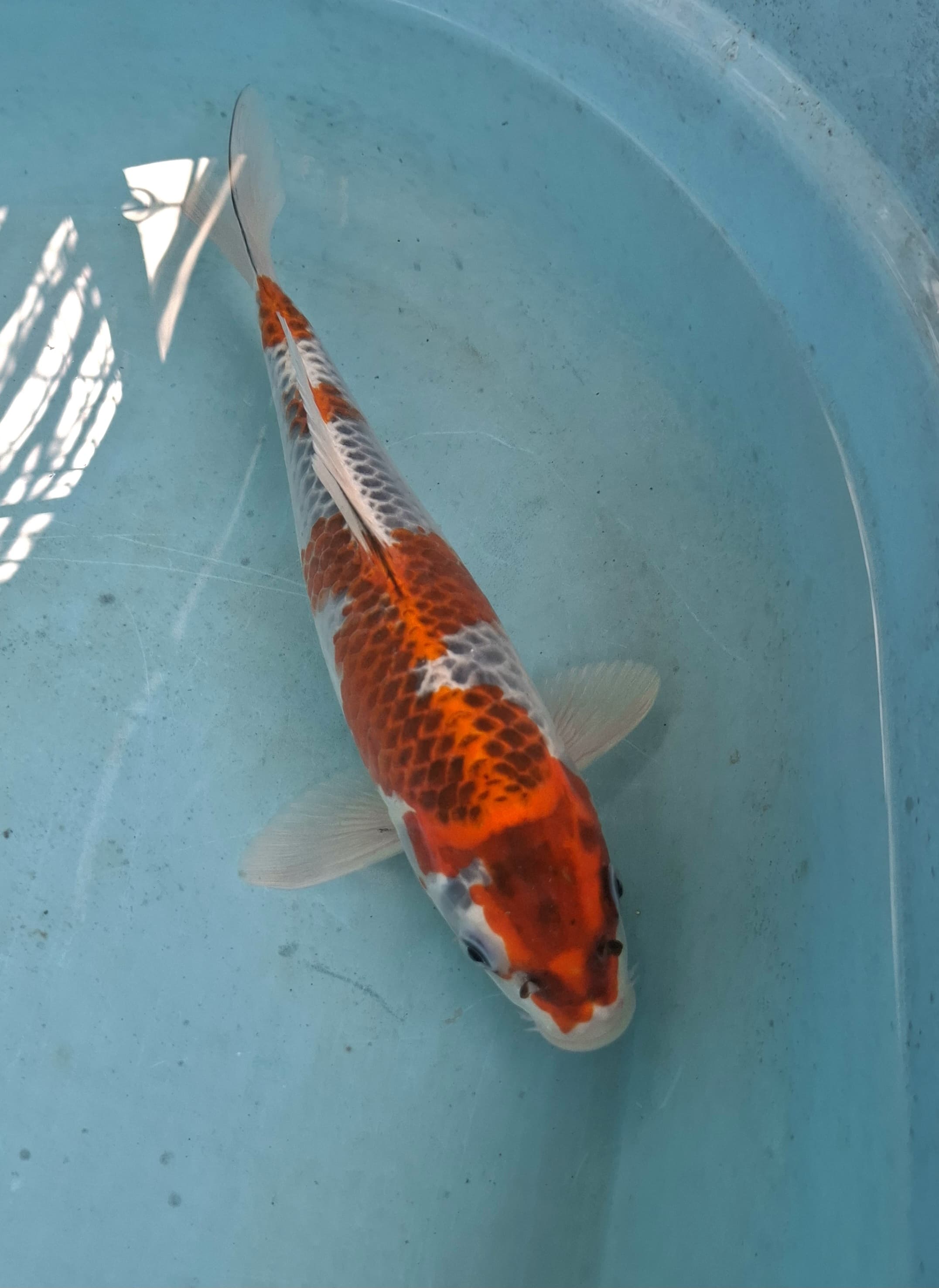 KUJAKU 29cm