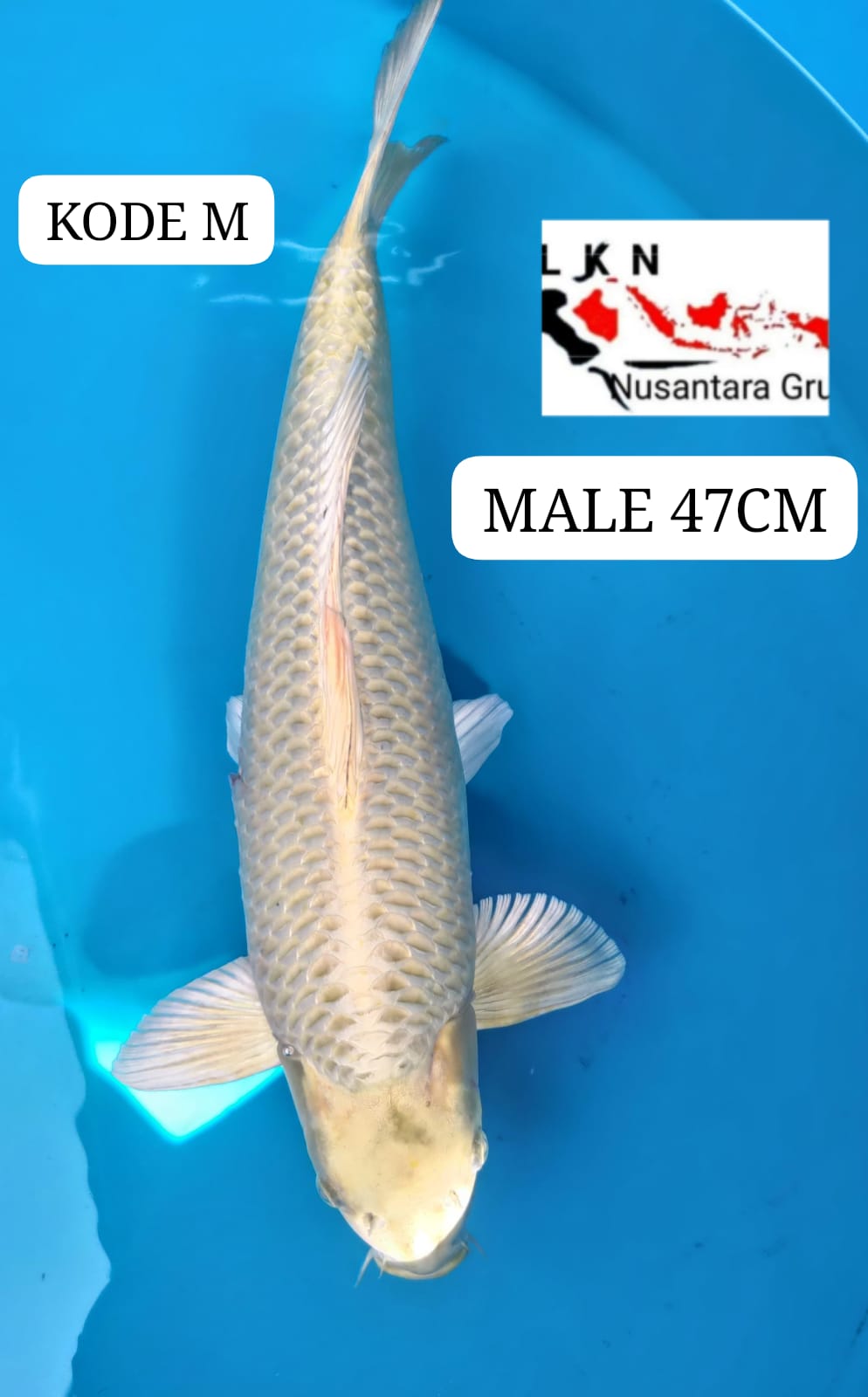 OGON JUMBO SUPER BODY TORPEDO MALE MINUS KUTIL LOKASI MADIUN 56cm