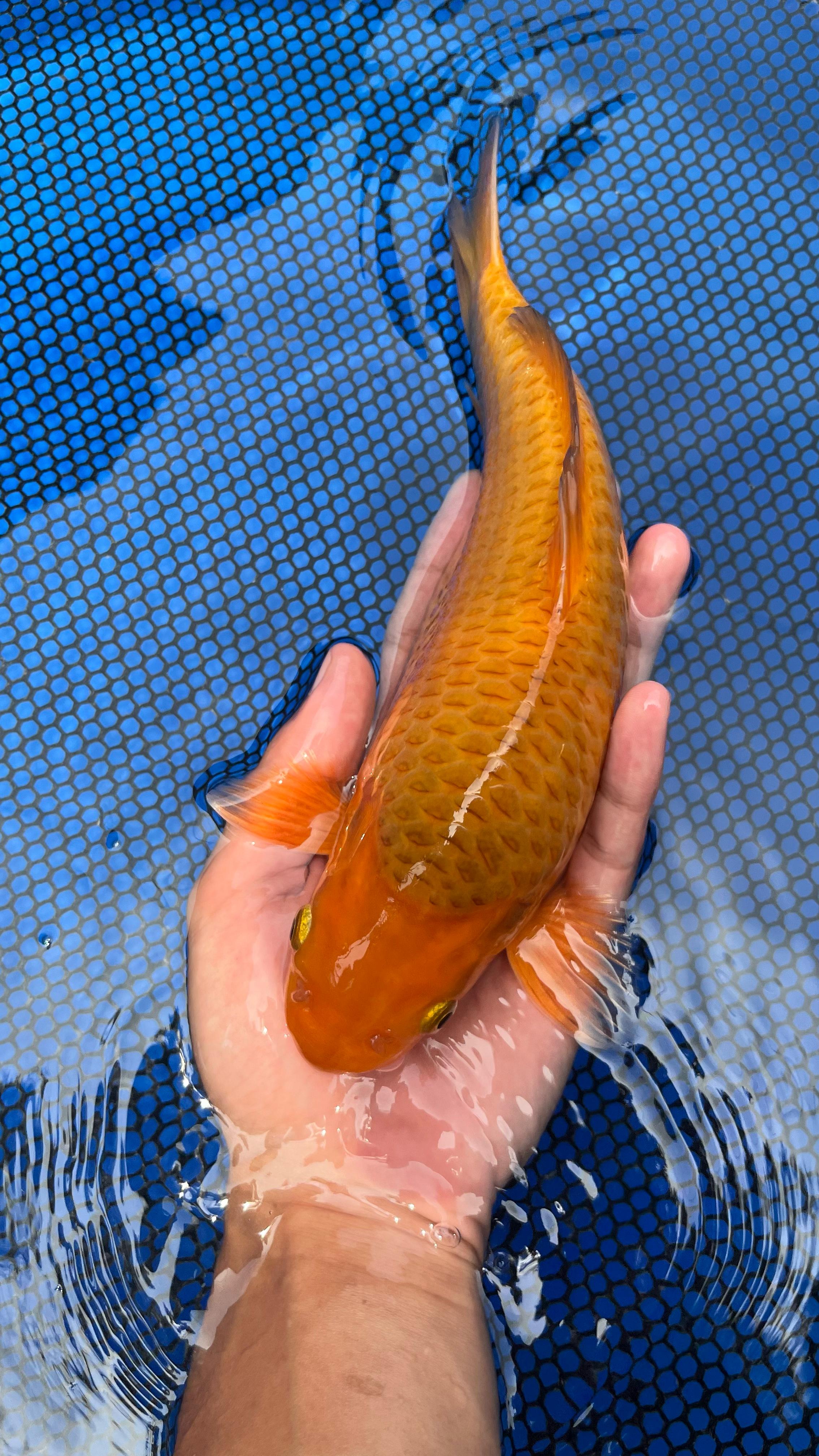 KARAMEL 25cm