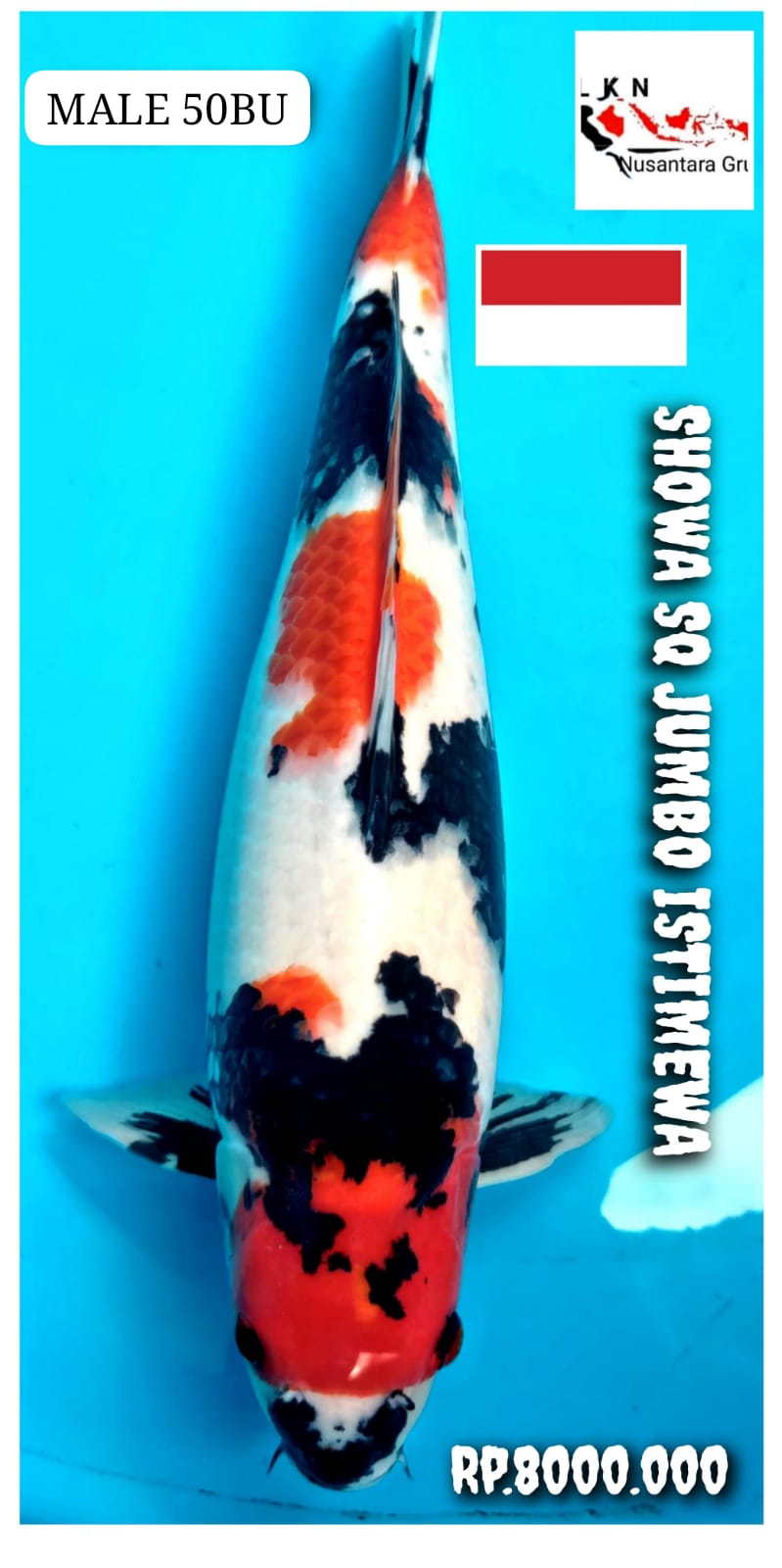 SUPER SHOWA MALE ISTIMEWA JUMBO MONSTER KOLAM SULTAN 50BU 47cm