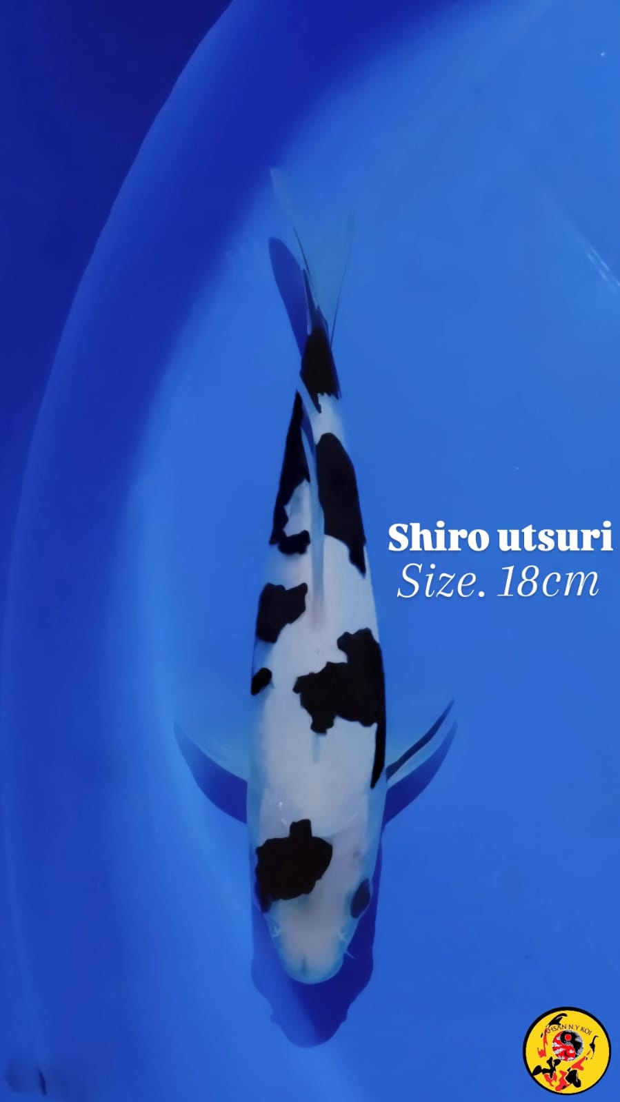SHIRO UTSURI SUPER QUALITY READY FOR SHOW 18cm
