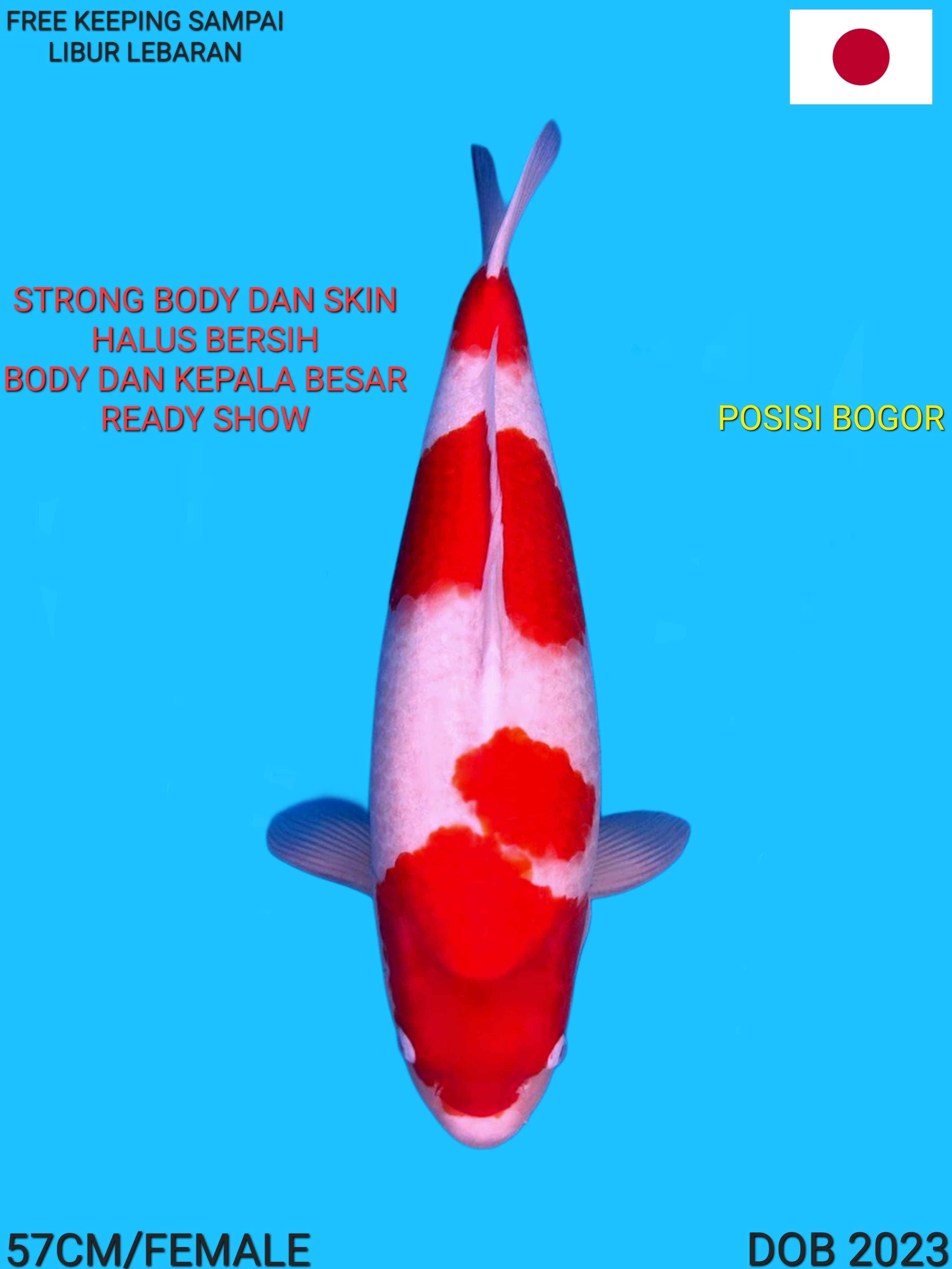 KOHAKU SQ IMPORT MATSUE STRONG BODY DAN SKIN KEPALA DAN PANGKAL BESAR READY SHOW 57cm