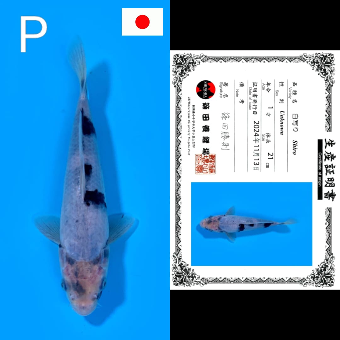 SHIRO SHINODA 21cm
