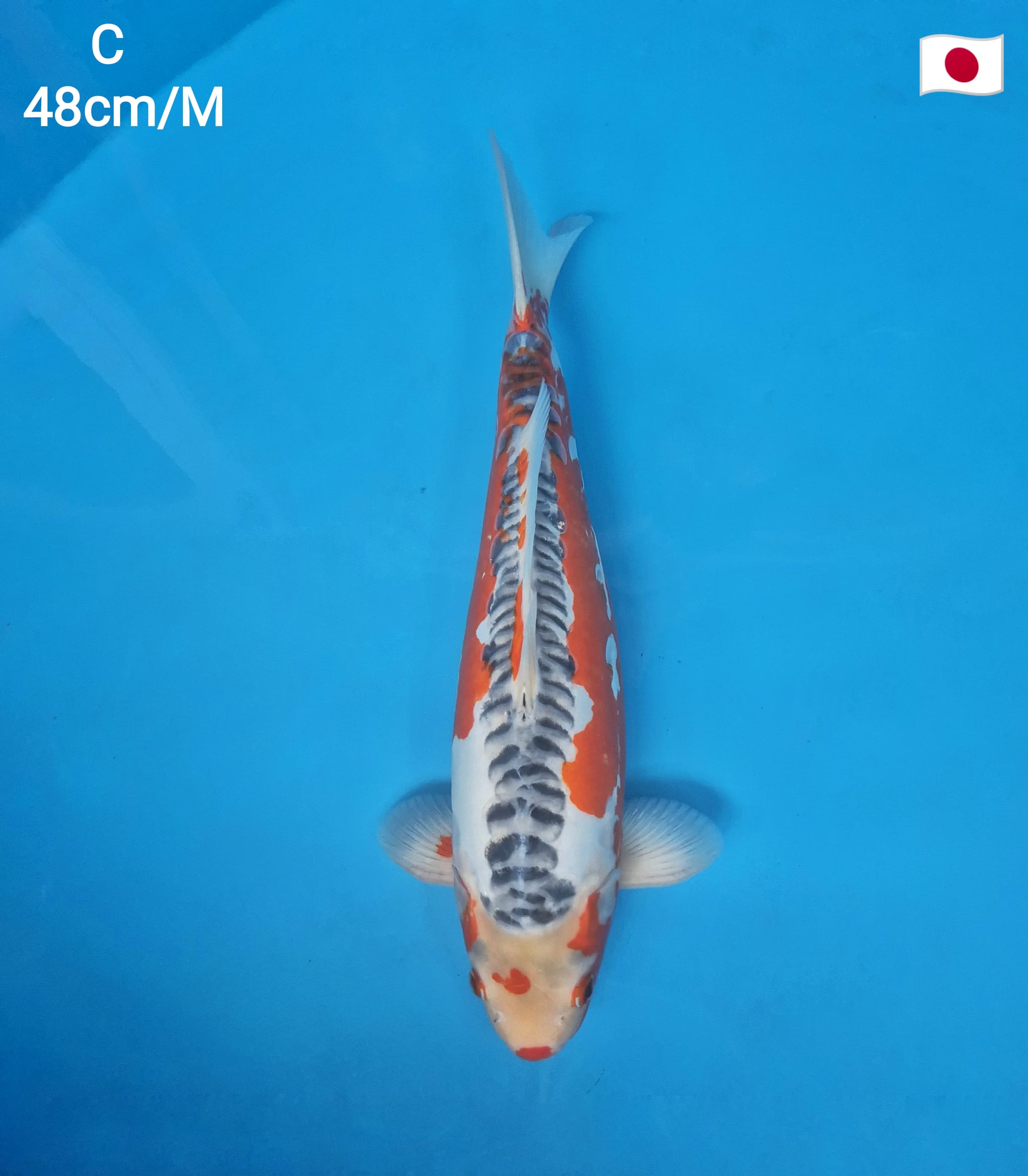 SHUSUI KIYOMI YAMADA KOI FARMSHOW QUALITY PATTERN SANGAT CIAMIK MALE 48cm