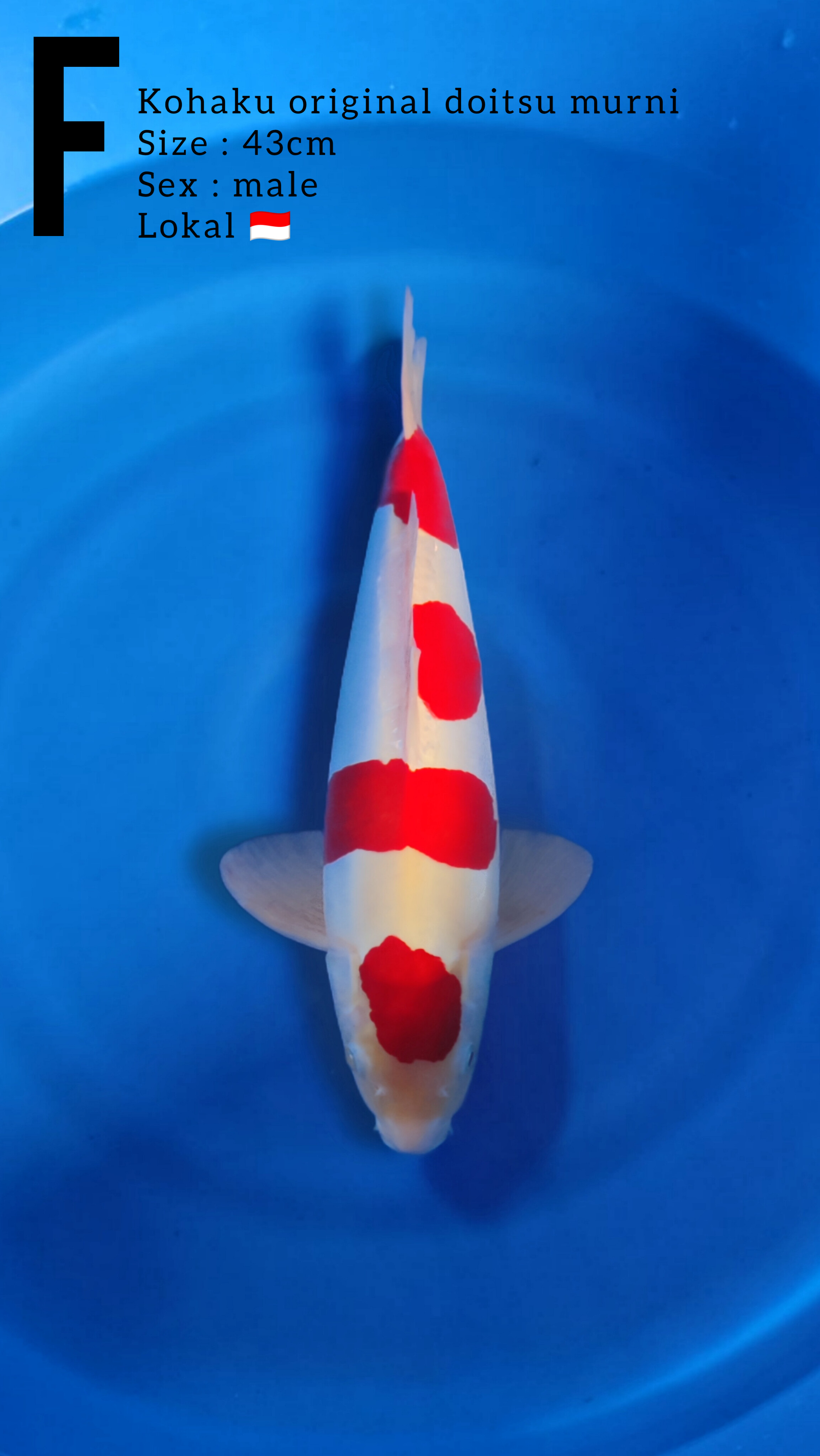 MARUTEN KOHAKU DOITSU 43cm