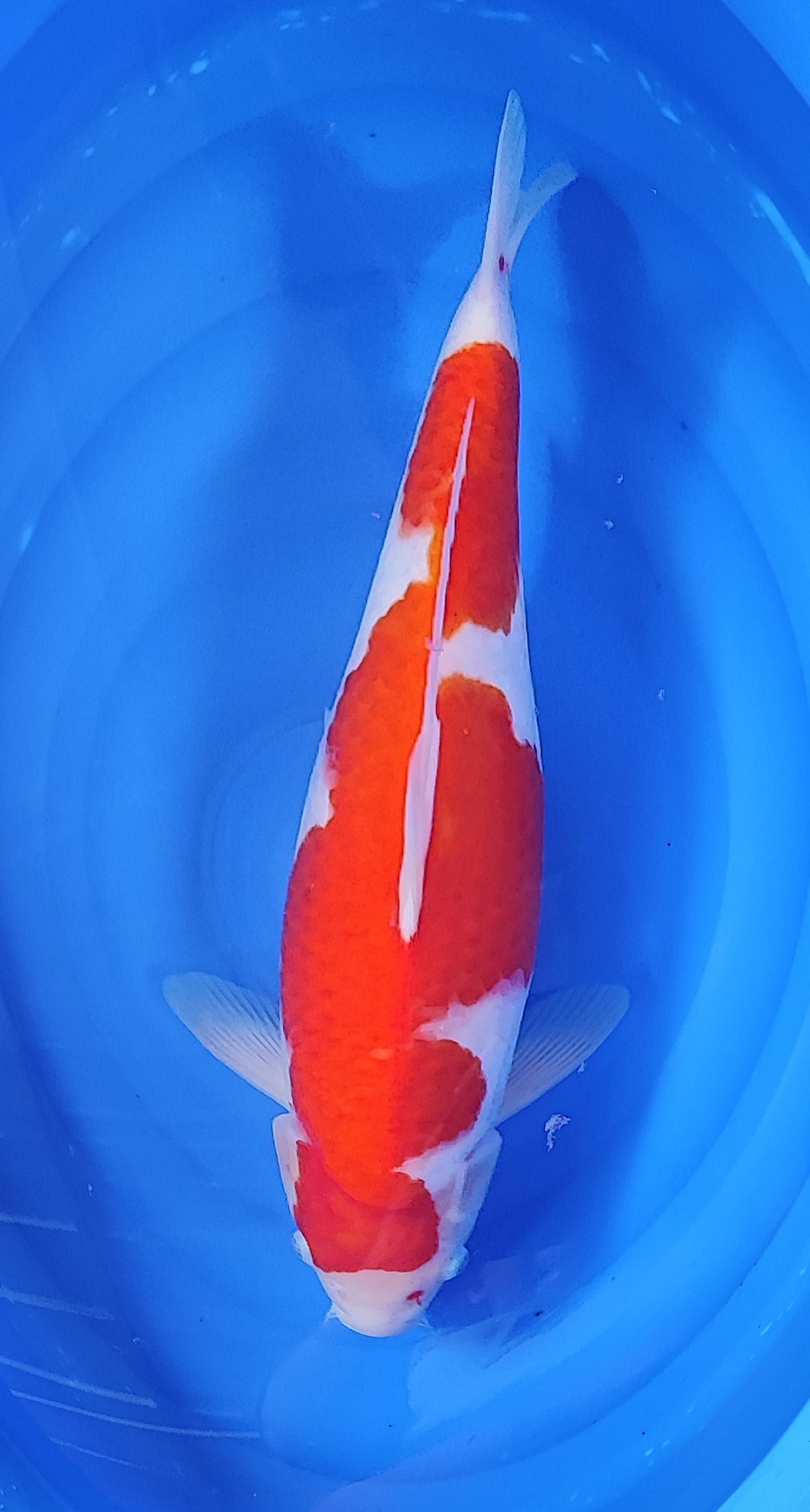 KOHAKU GOOD QUALITY 40cm