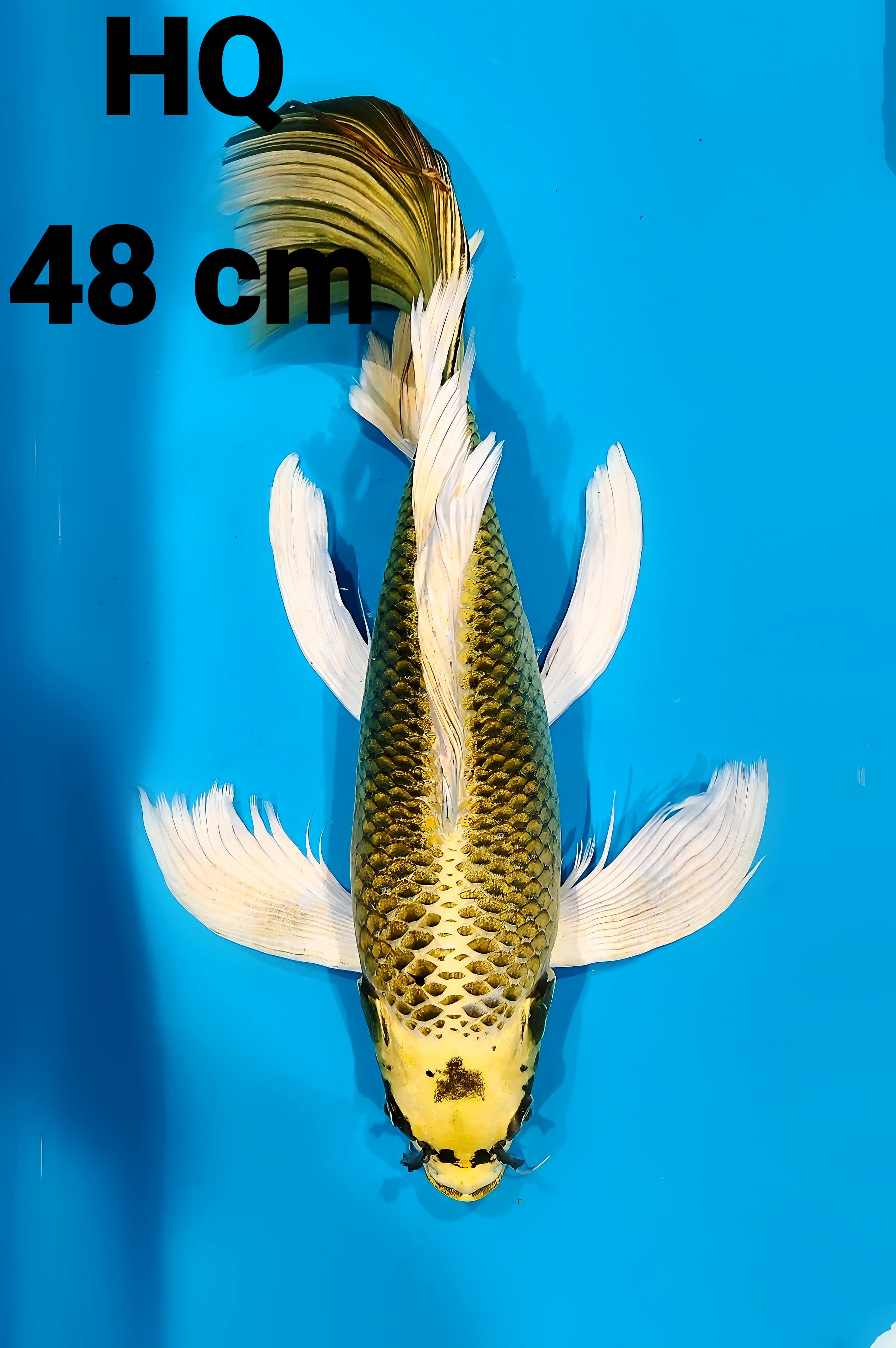 KUMPAY MUKASI GOLD GONDRONG HQ 48cm