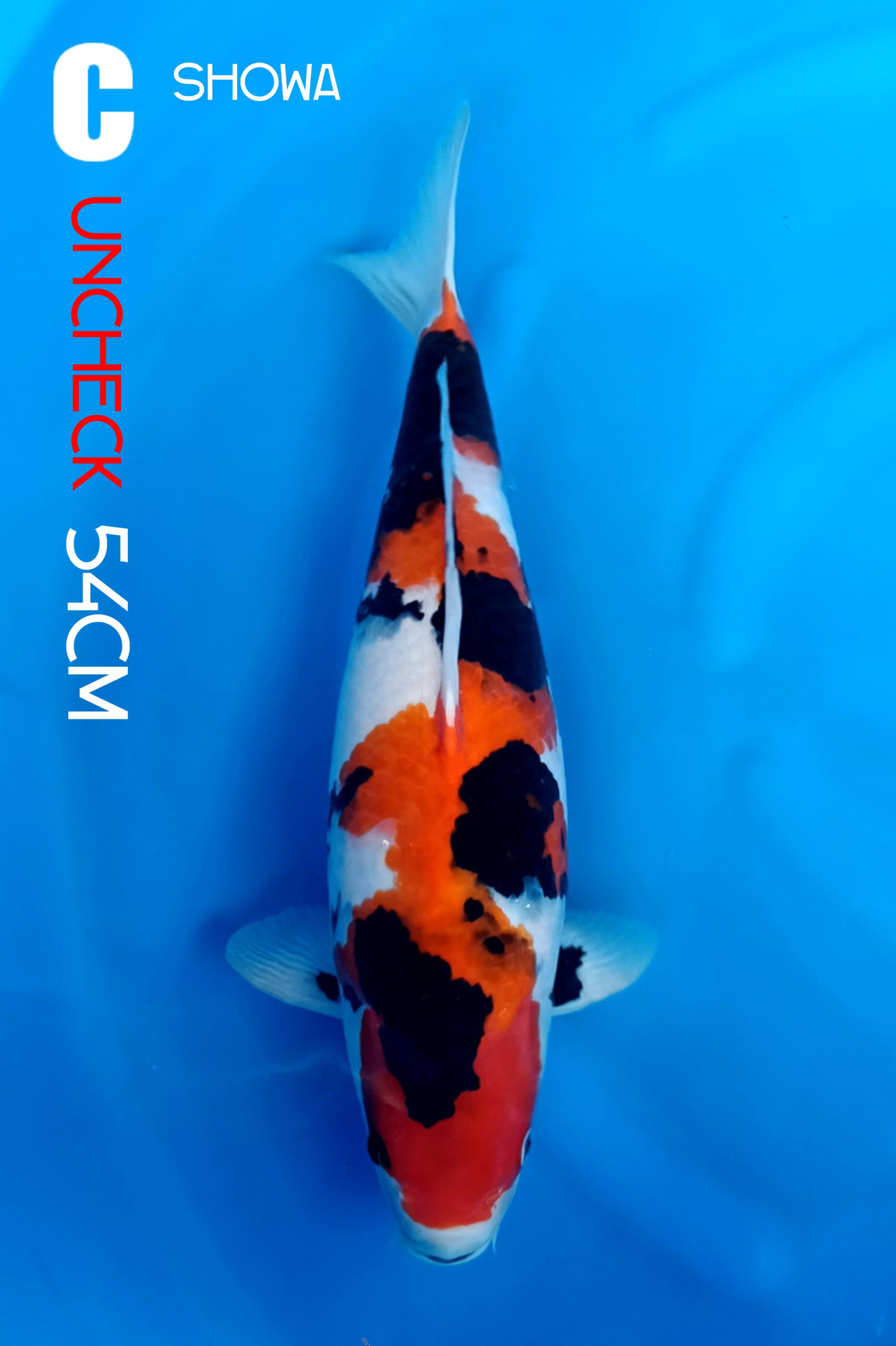 SHOWA 54cm