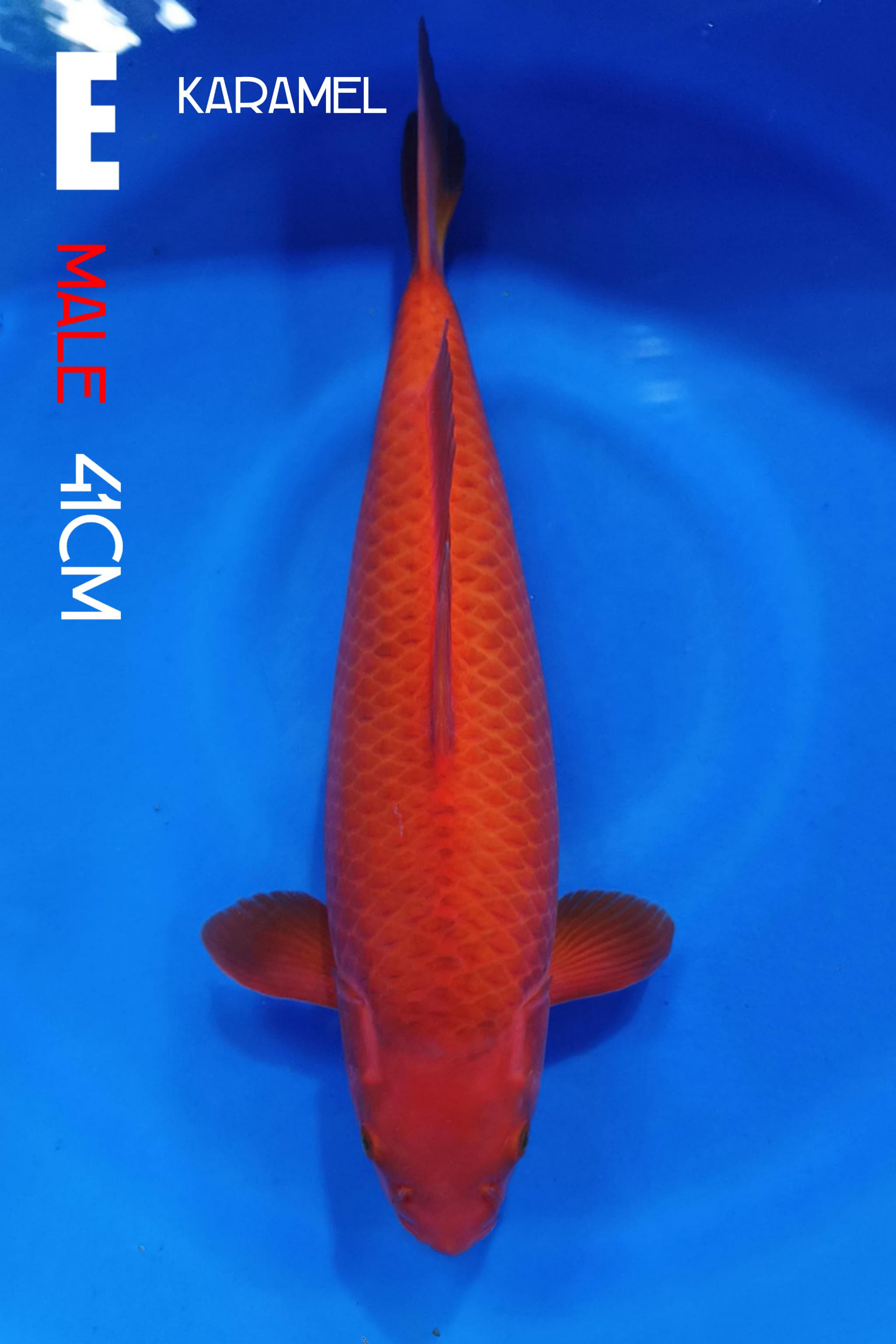 KARAMEL 41cm