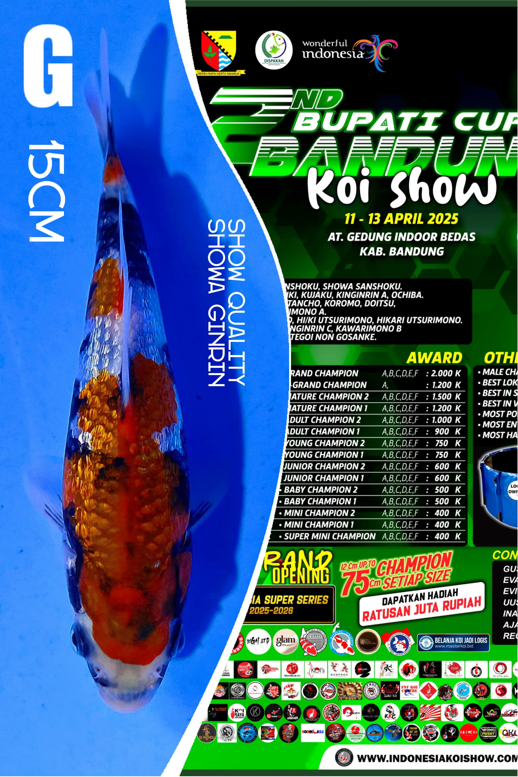 SHOW QUALITY SHOWA GINRIN 15cm