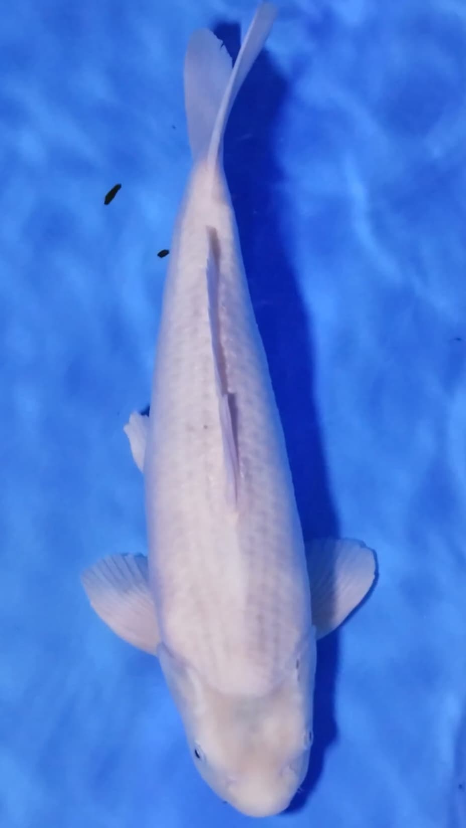 ALBINO KARASI KEPALA MONSTER SPECIAL EDITION 50BU 47cm