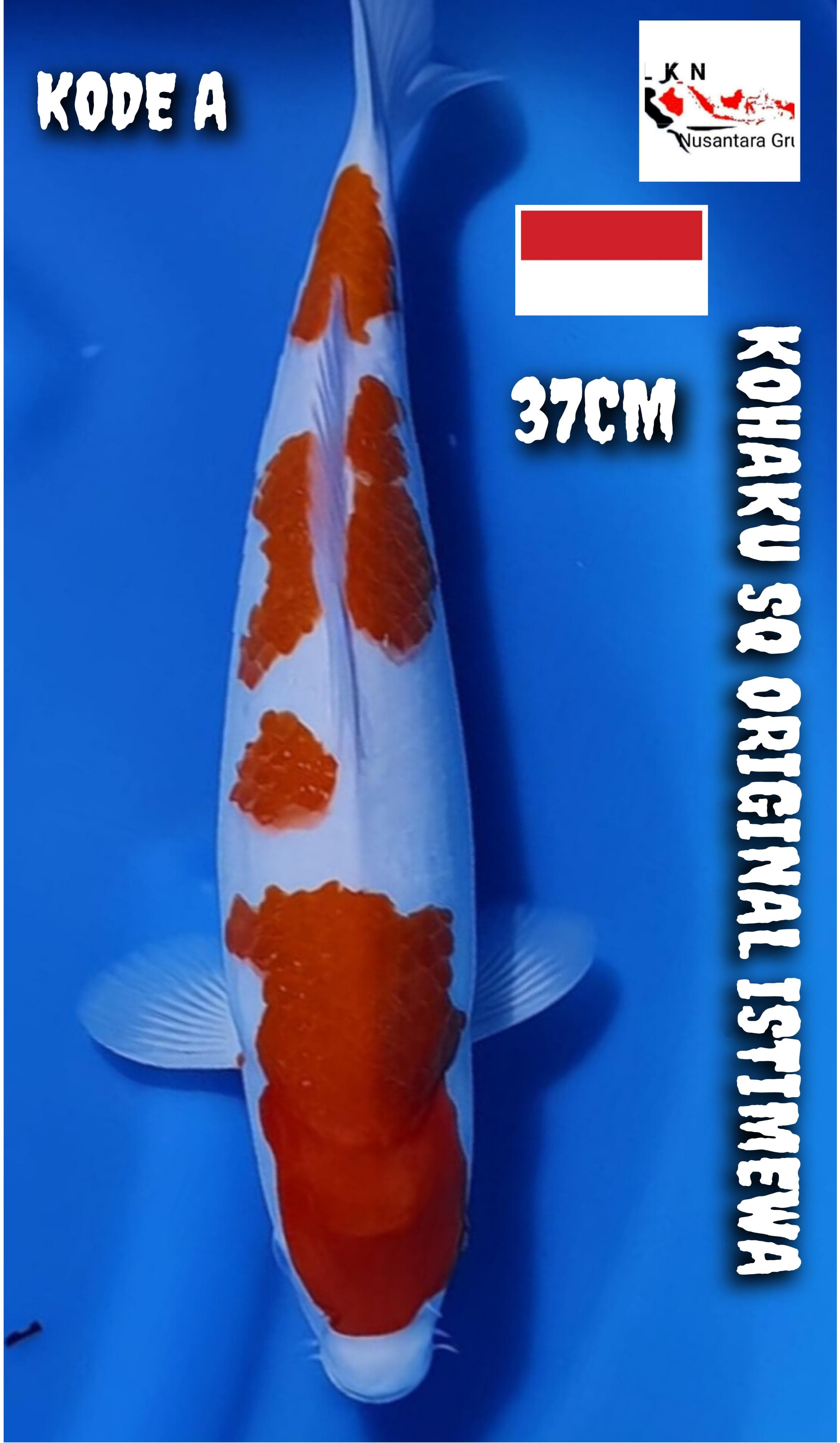 KOHAKU SQ ORIGINAL ISTIMEWA LOKASI BLITAR 37cm