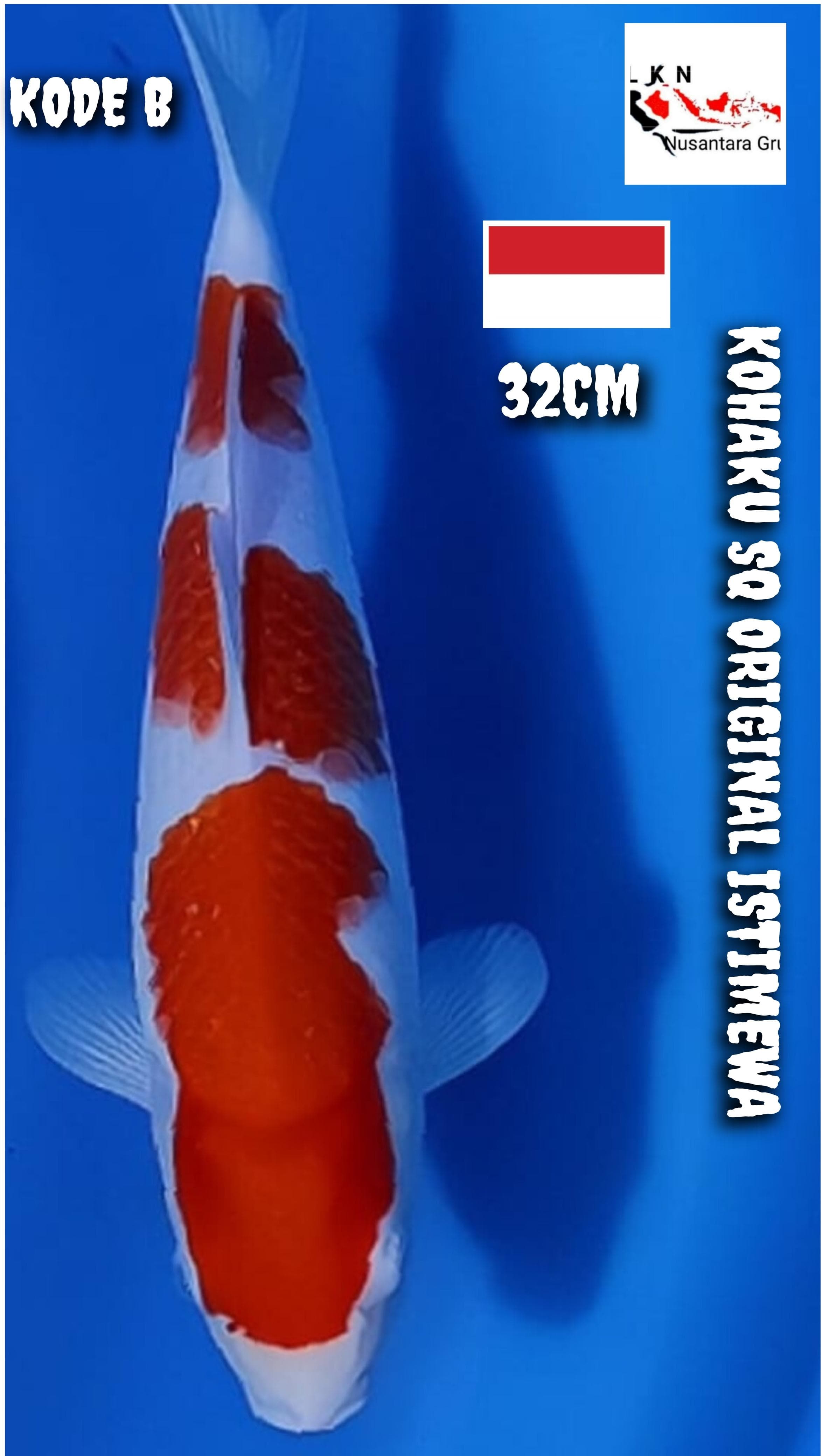 KOHAKU SQ ORIGINAL ISTIMEWA LOKASI BLITAR 32cm