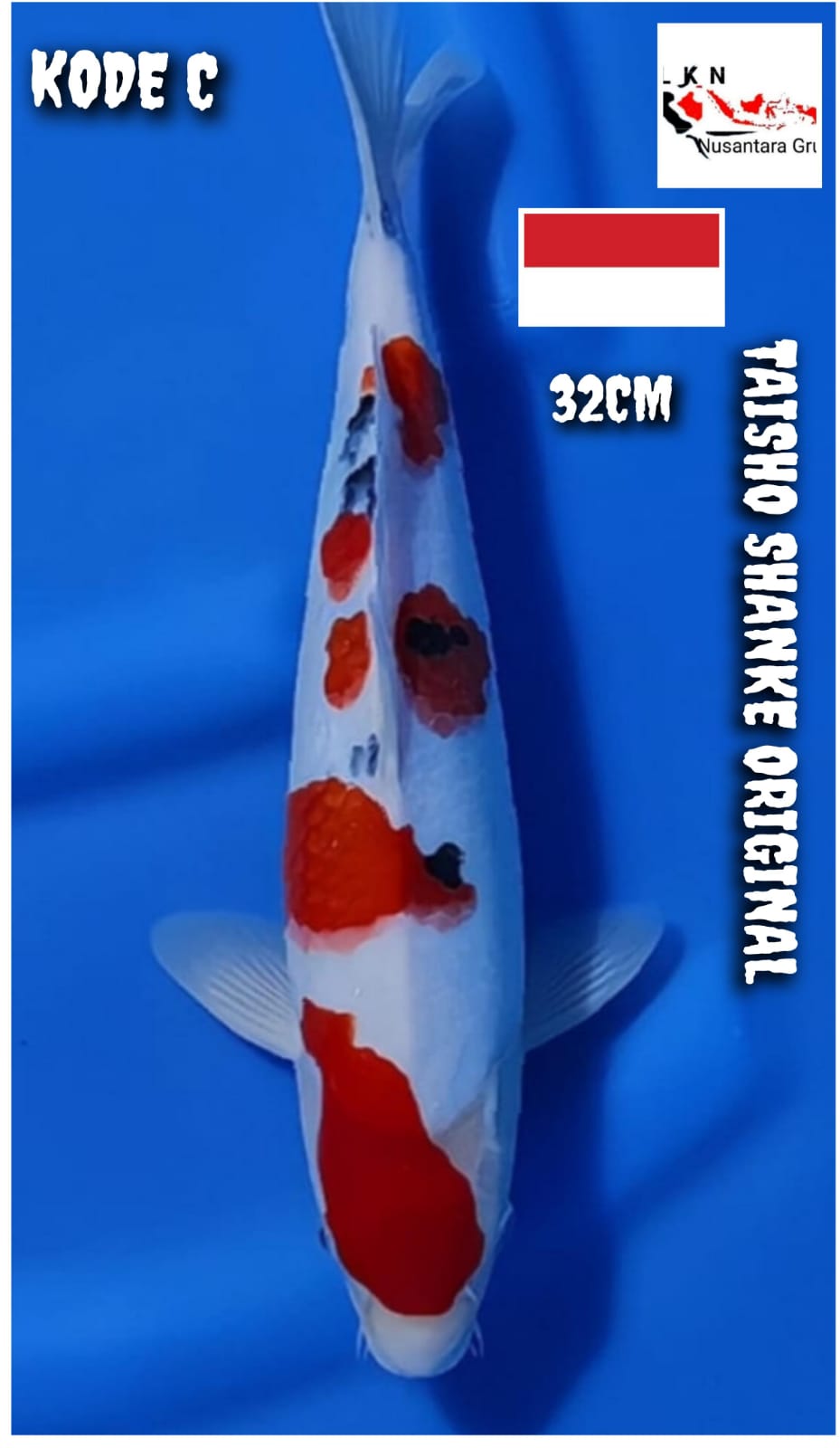 KOHAKU SQ ORIGINAL LOKASI BLITAR 32cm