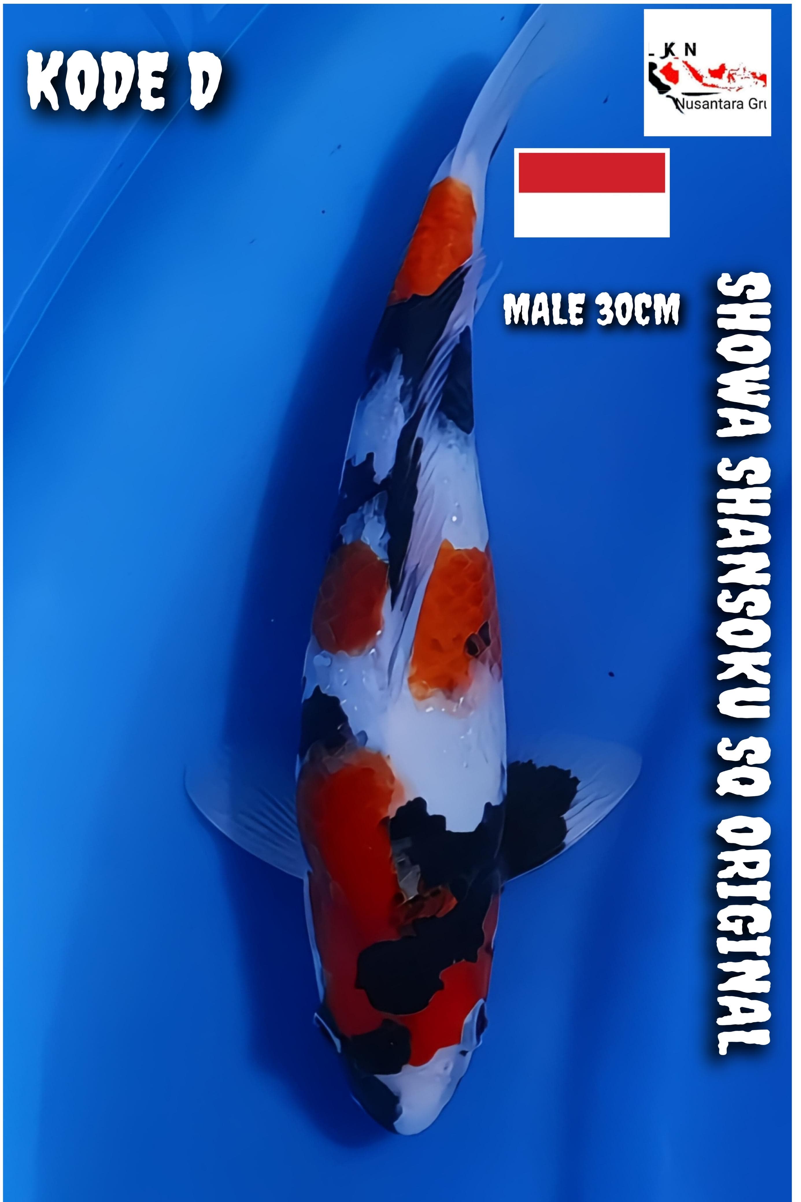 SHOWA SHANSOKU MALE SQ ORIGINAL LOKASI BLITAR 30cm