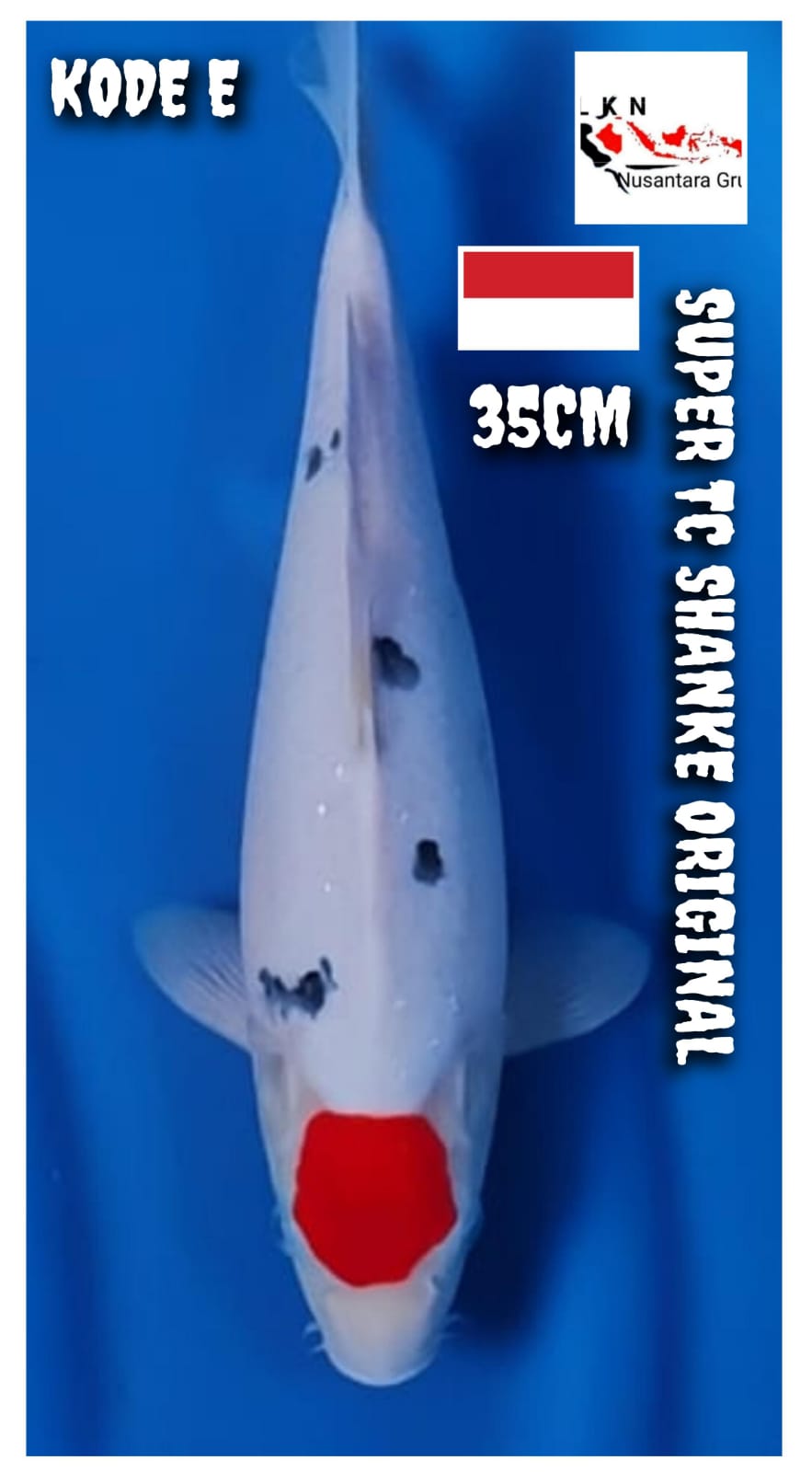 SUPER TC SHANKE ORIGINAL ISTIMEWA LOKASI BLITAR 35cm