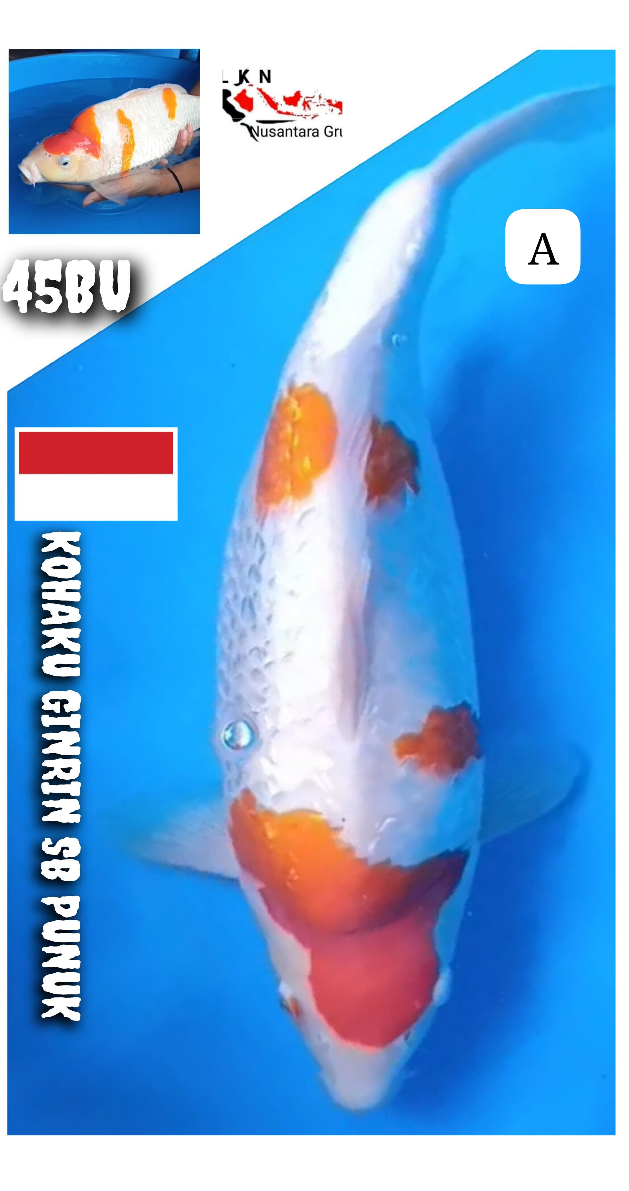 SB KOHAKU GINRIN SHOT BODY PUNUK EXTREME ISTIMEWA IKAN KELAS SULTAN LOKASI NGANJUK 45BU 44cm