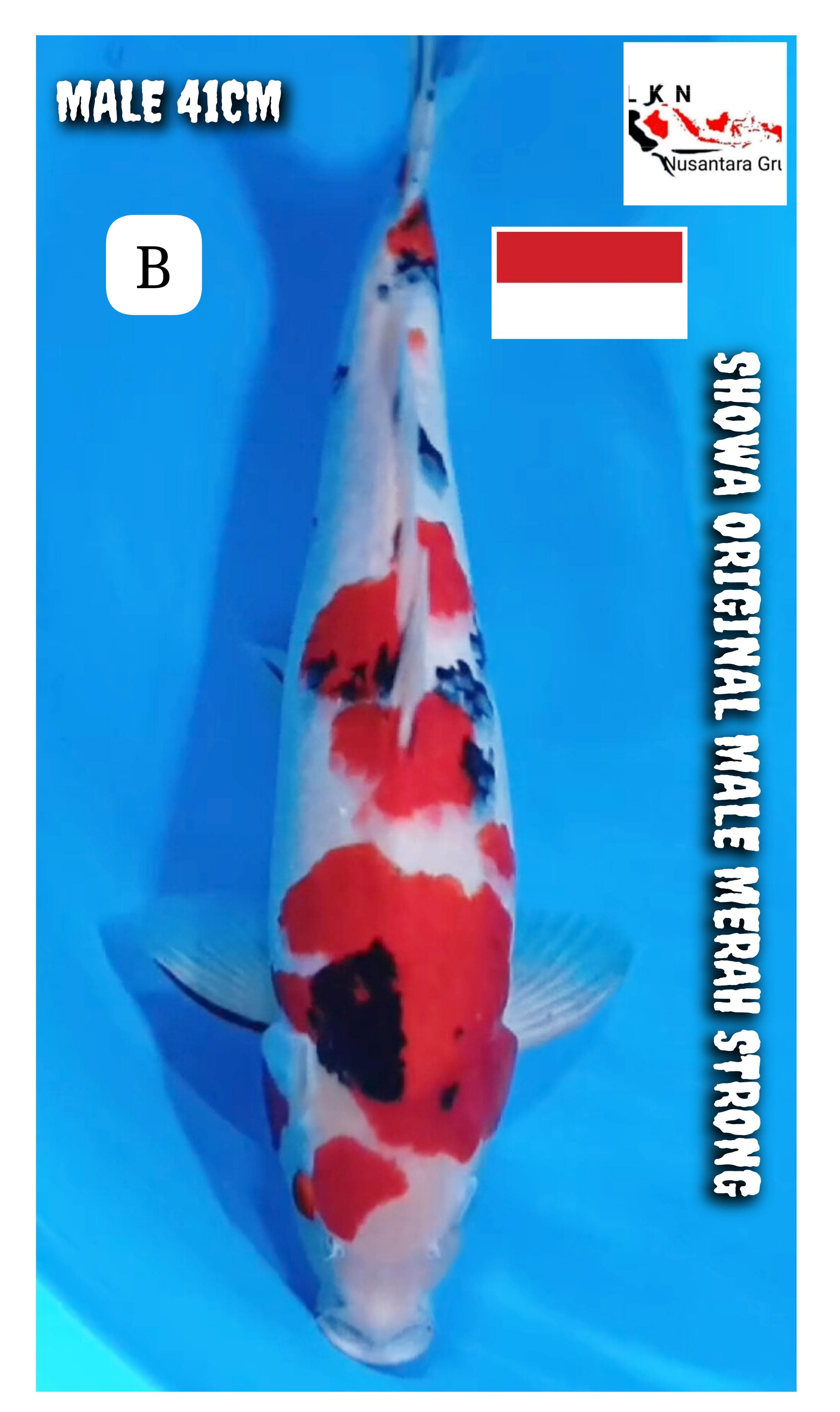 SHOWA ORIGINAL MALE MERAH STRONG LOKASI NGANJUK 41cm