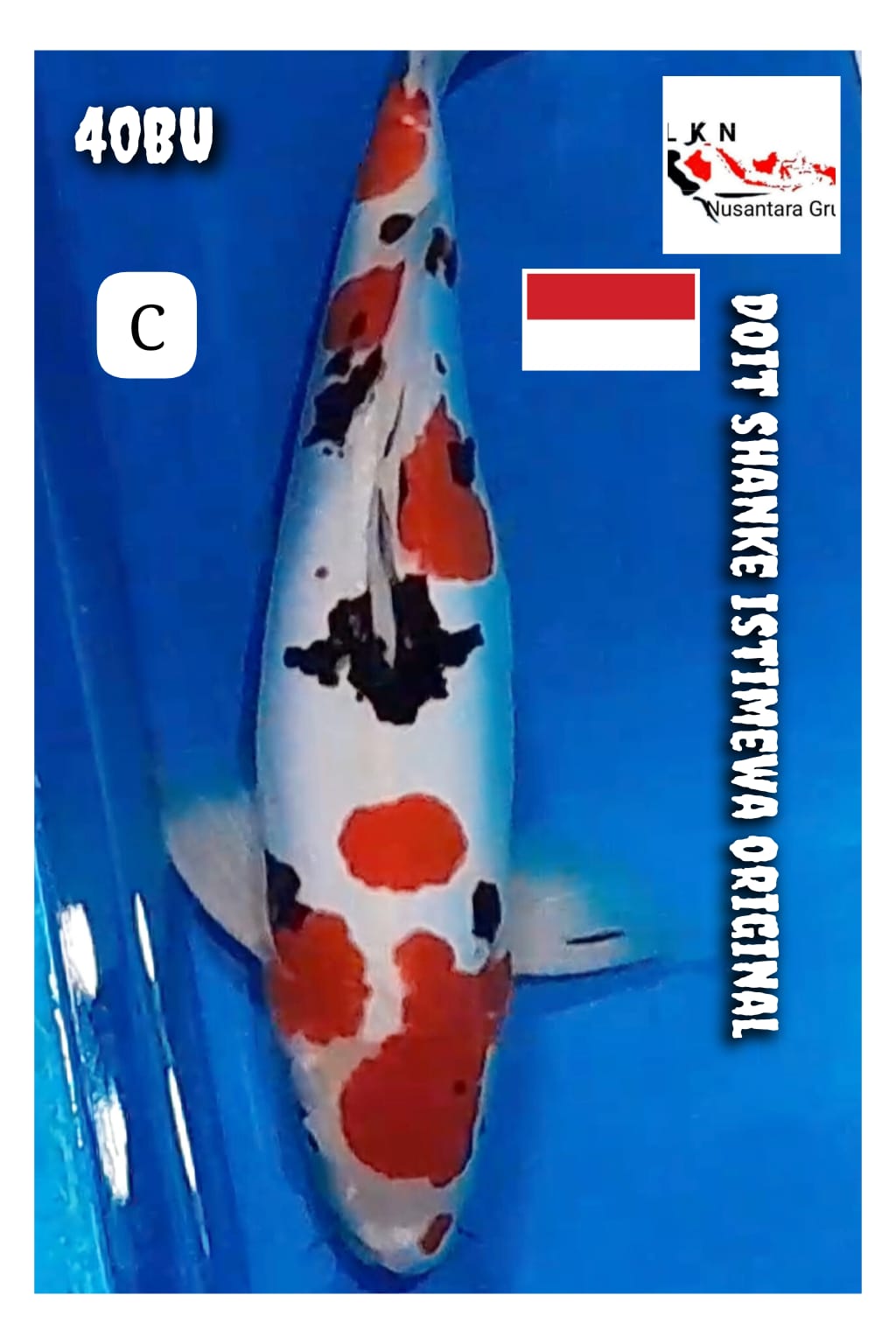 DOIT SHANKE BODY TORPEDO ISTIMEWA ORIGINAL LOKASI NGANJUK 40BU 38cm