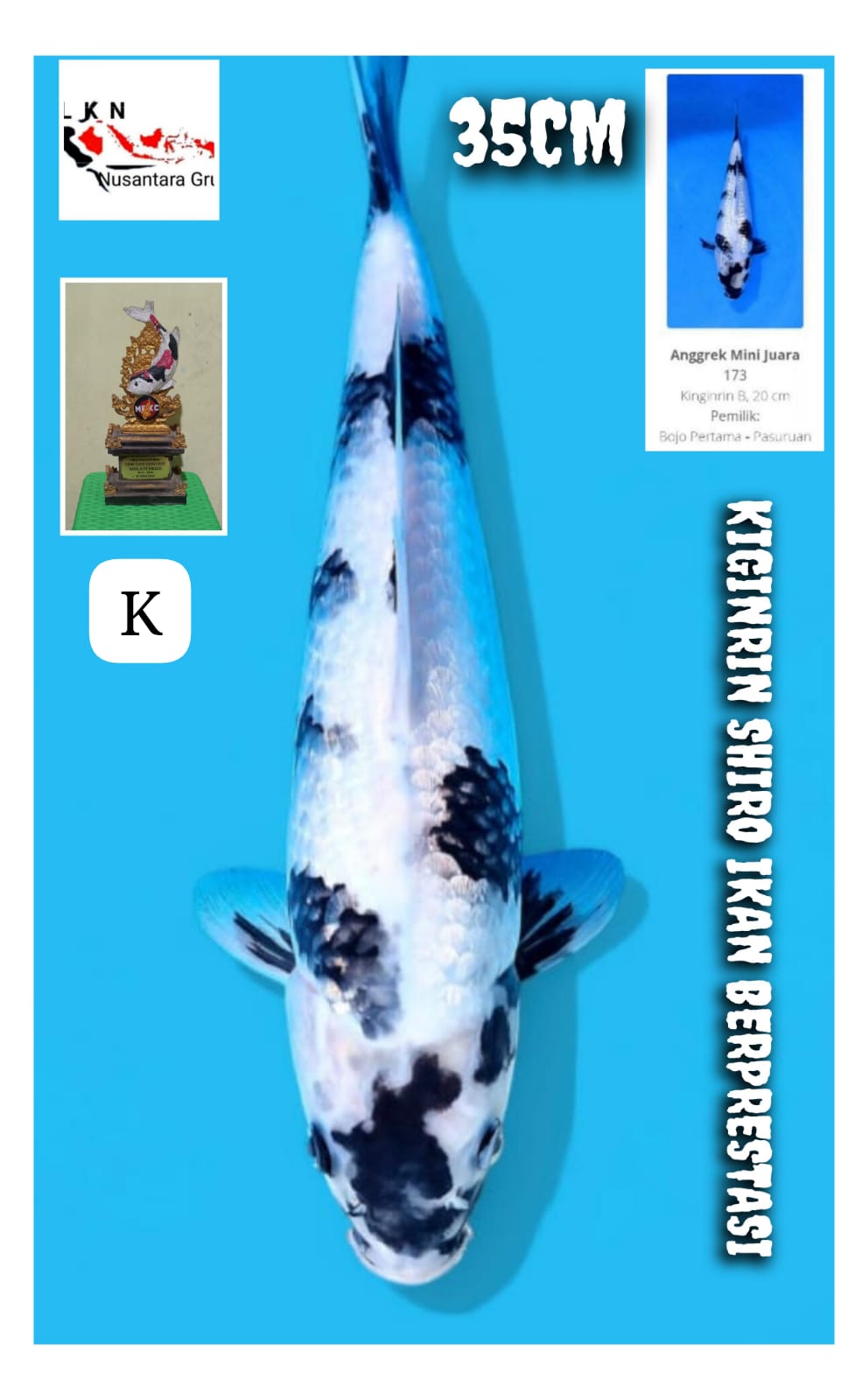 KIGINRIN SHIRO IKAN BERPRESTASI BONUS TROPI PIALA NON CERTY LOKASI BLITAR 35cm