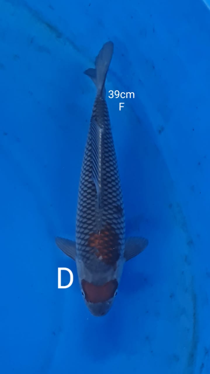 OCHIBA 39cm
