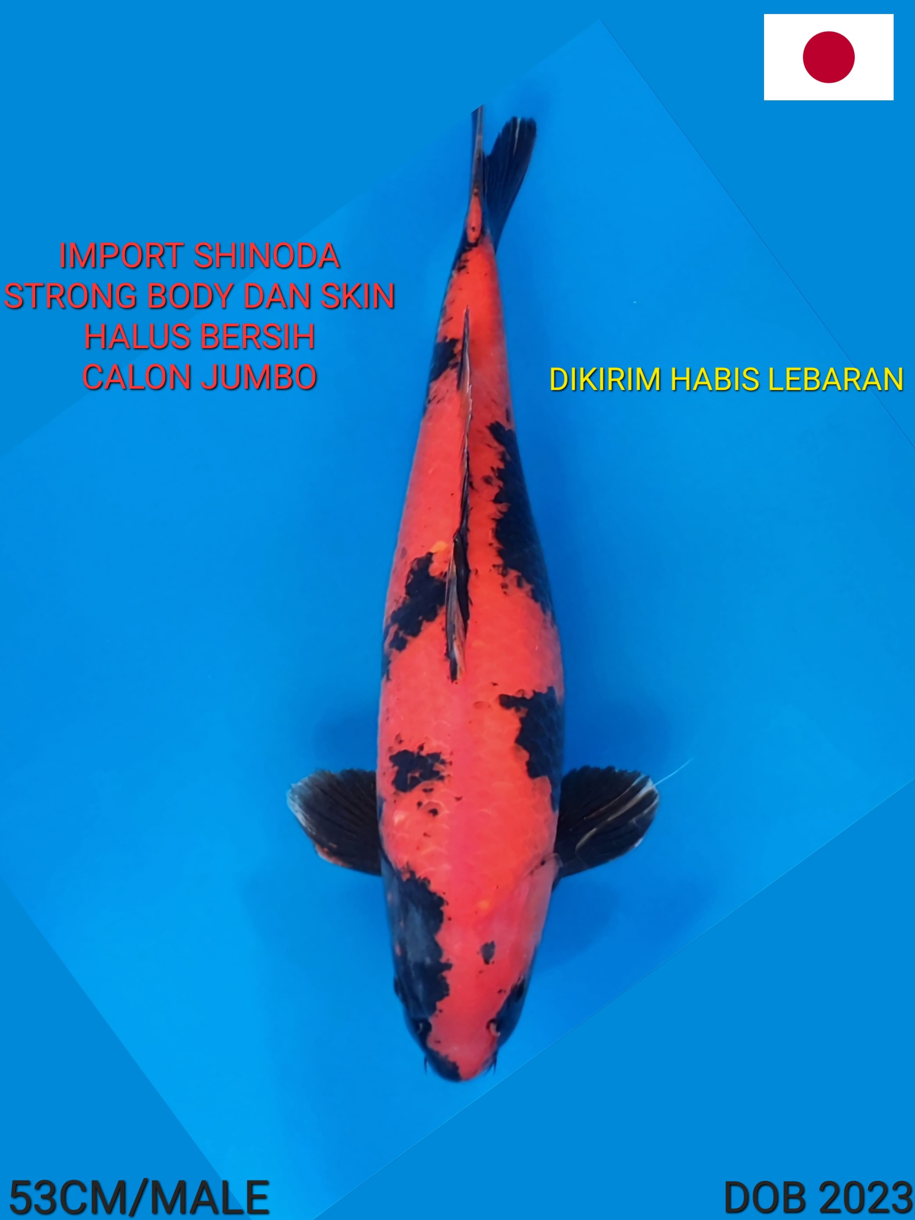 HIUTSURI IMPORT SHINODA STRONG BODY DAN SKIN PUNUK HALUS BERSIH CALON JUMBO 53cm