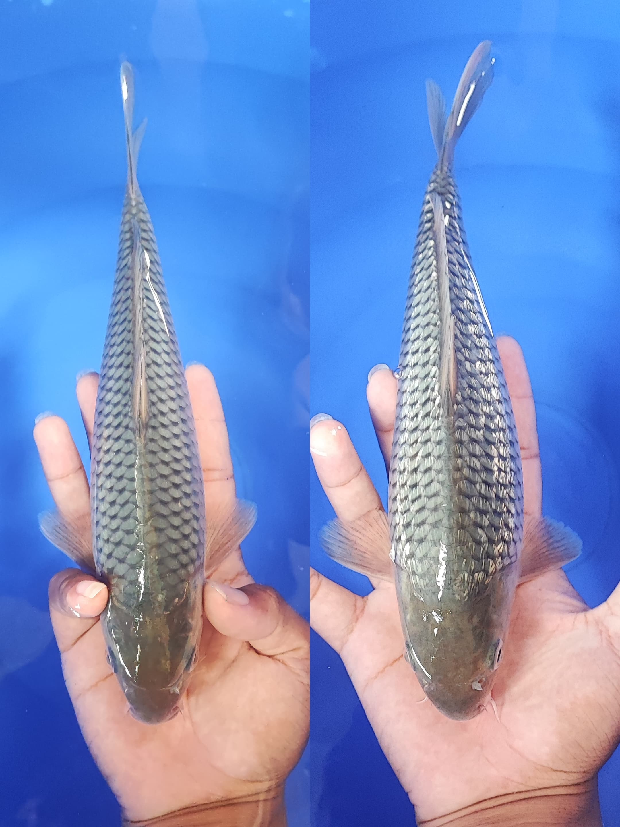 SORAGOI BREED KKF 2829cm