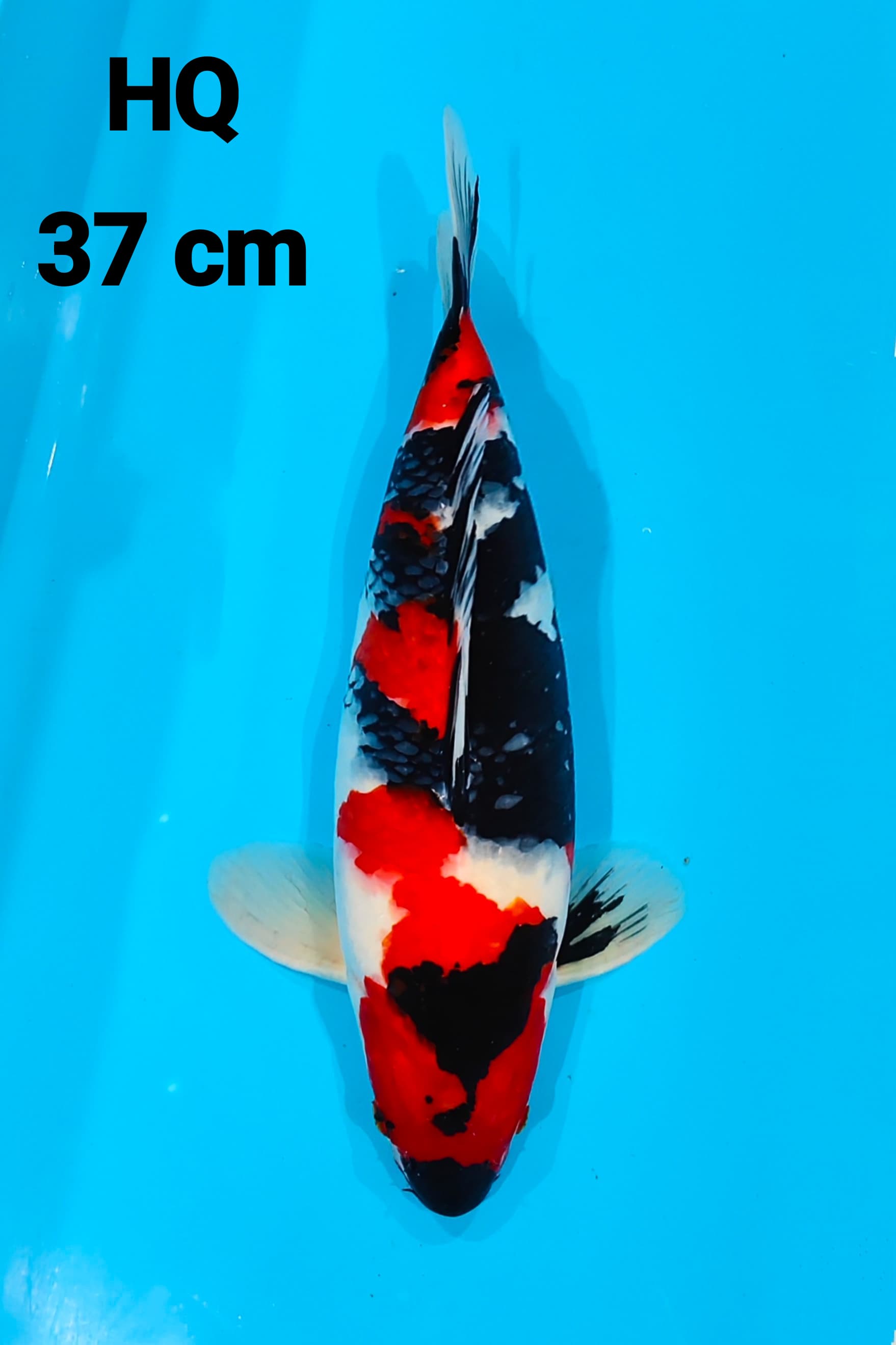 SHOWA ORI HQ 37cm