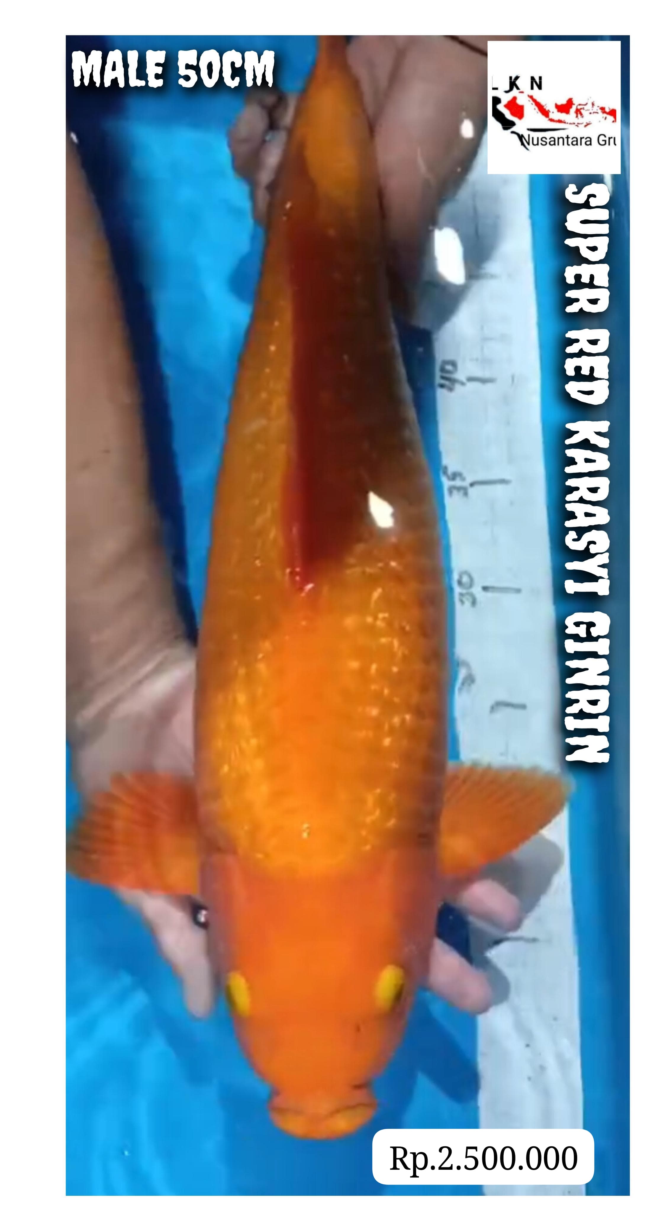 SUPER RED KARASYI GINRIN SQ MALE JUMBO ISTIMEWA LOKASI NGANJUK 50cm