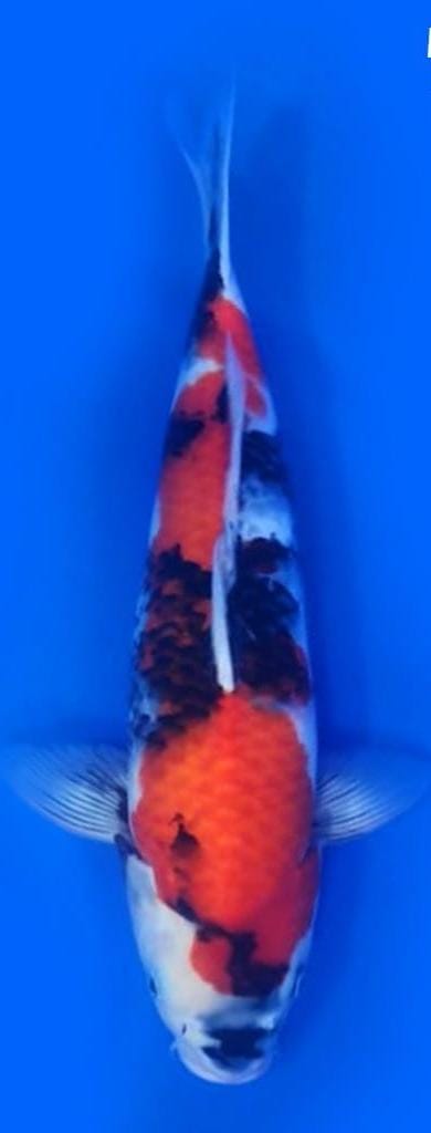 SHOWA ISA SHOW QUALITY 46cm