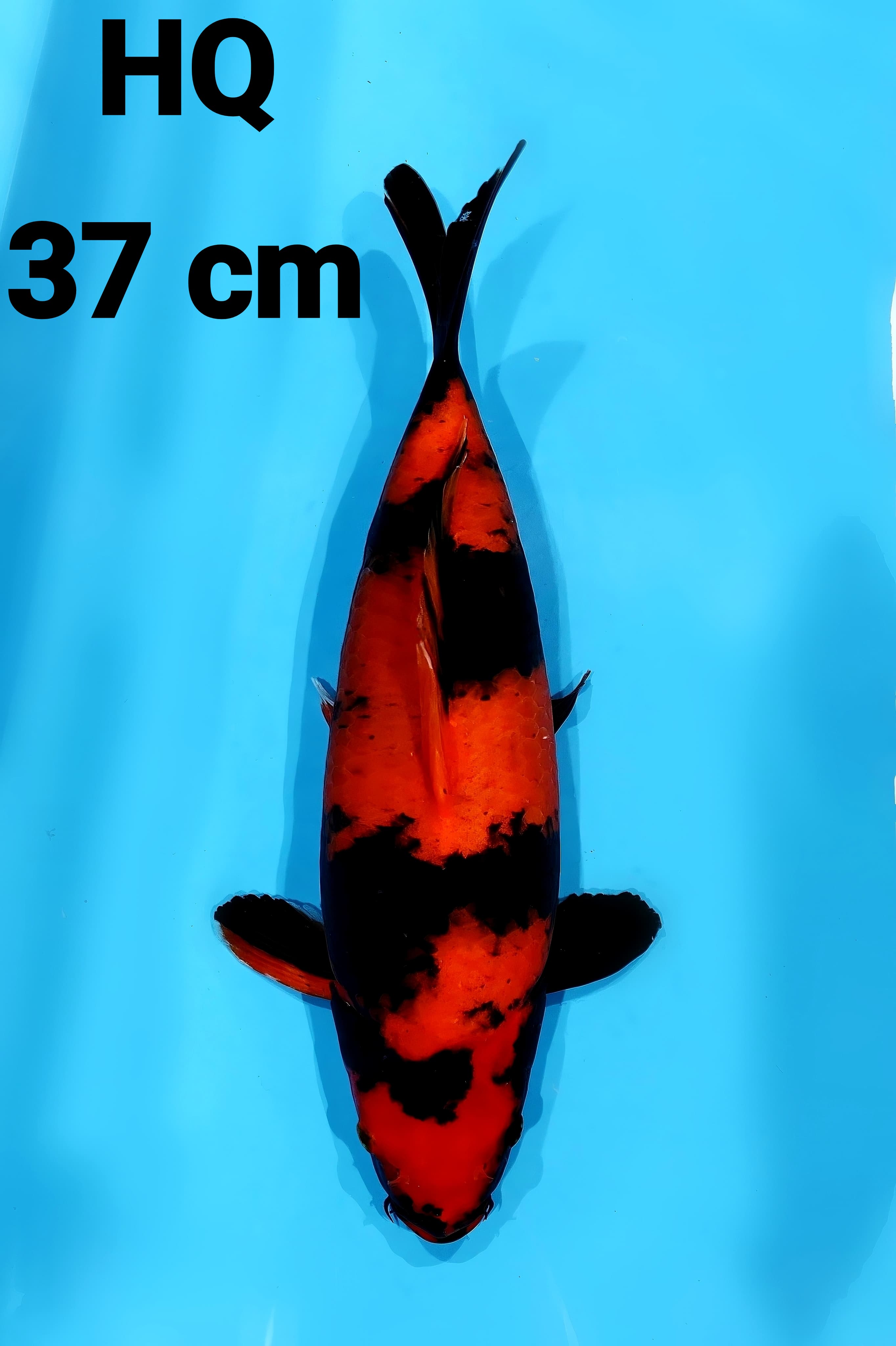 UTSURI HQ 37cm