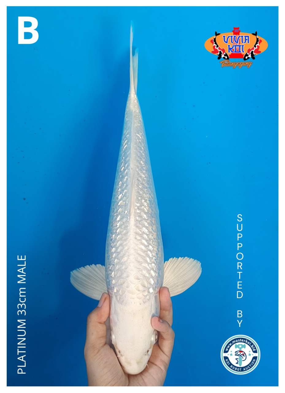 PLATINUM 33cm