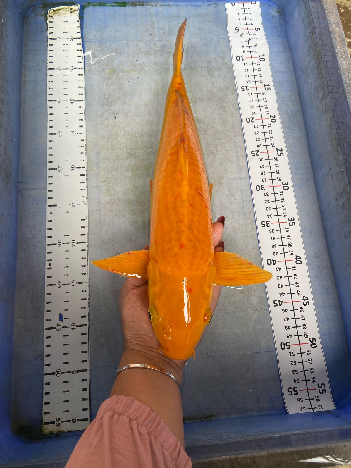 KARASHI 41cm
