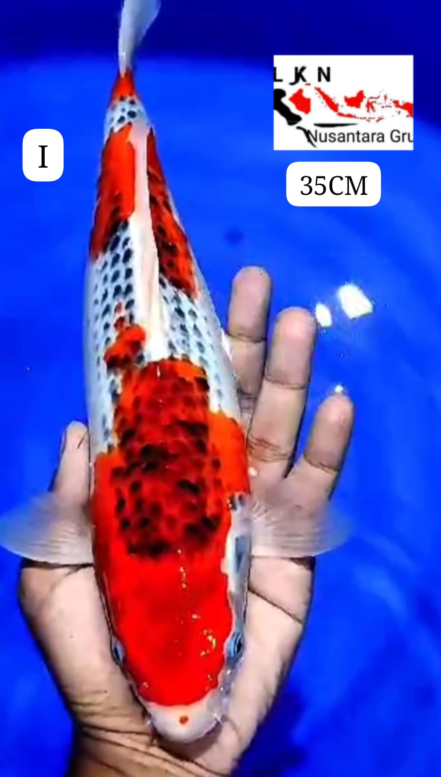 GHOSIKI RACING JOS BAKAT JUMBO LOKASI BLITAR 35cm