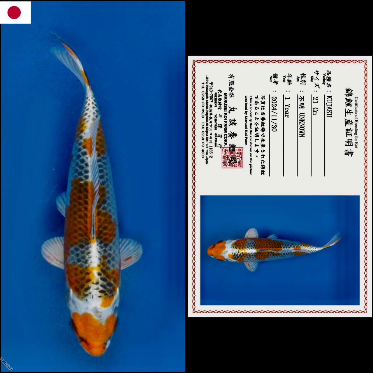 KUJAKU IMPORT MARUSAI MALE 22cm