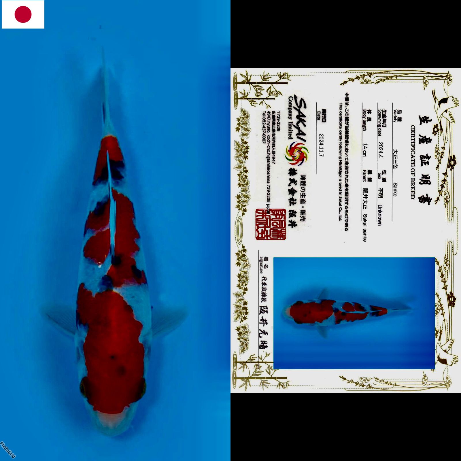 SANKE IMPORT SAKAI 15cm