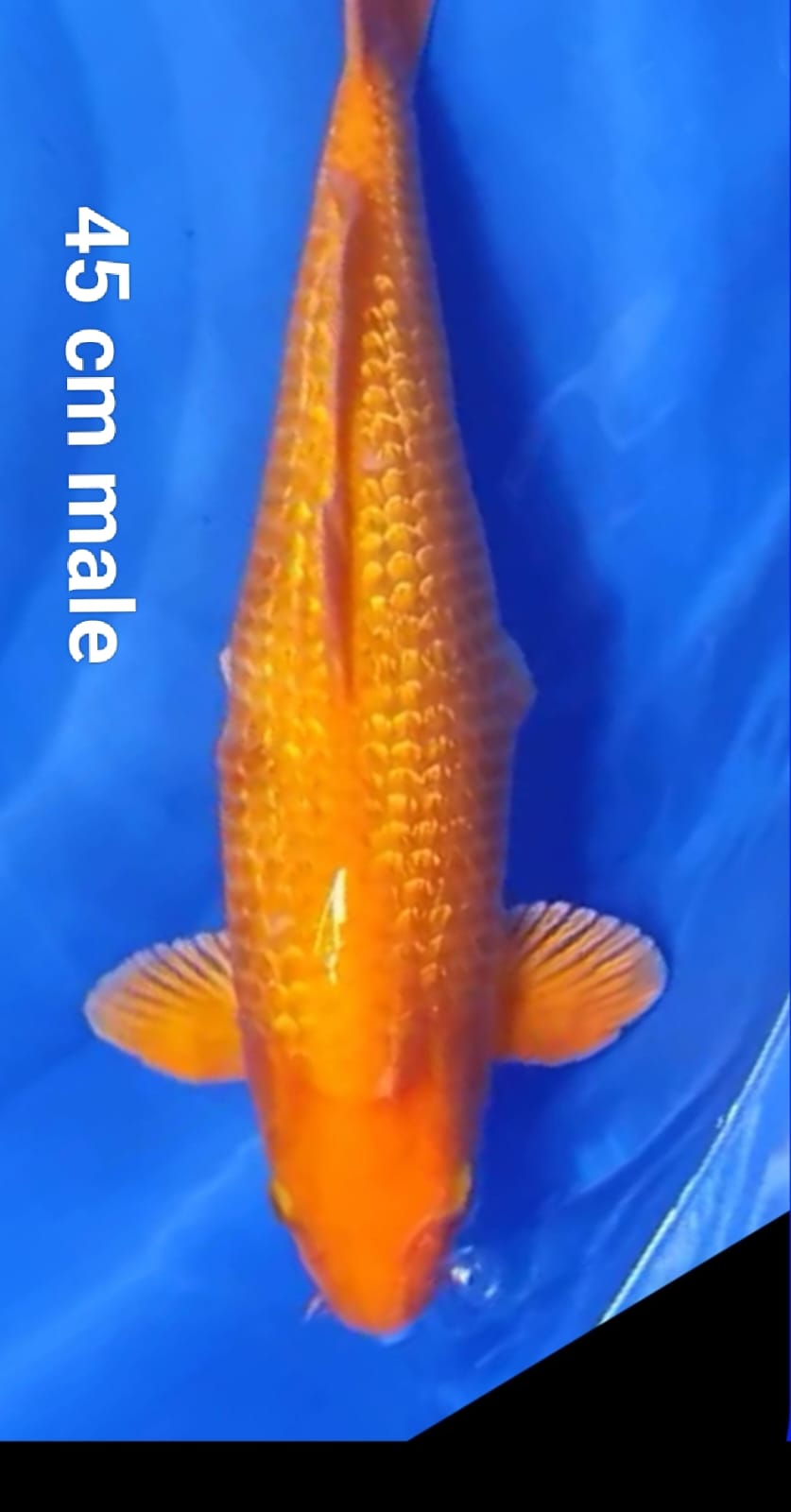 RED KARASI KORBAN BNR45cm